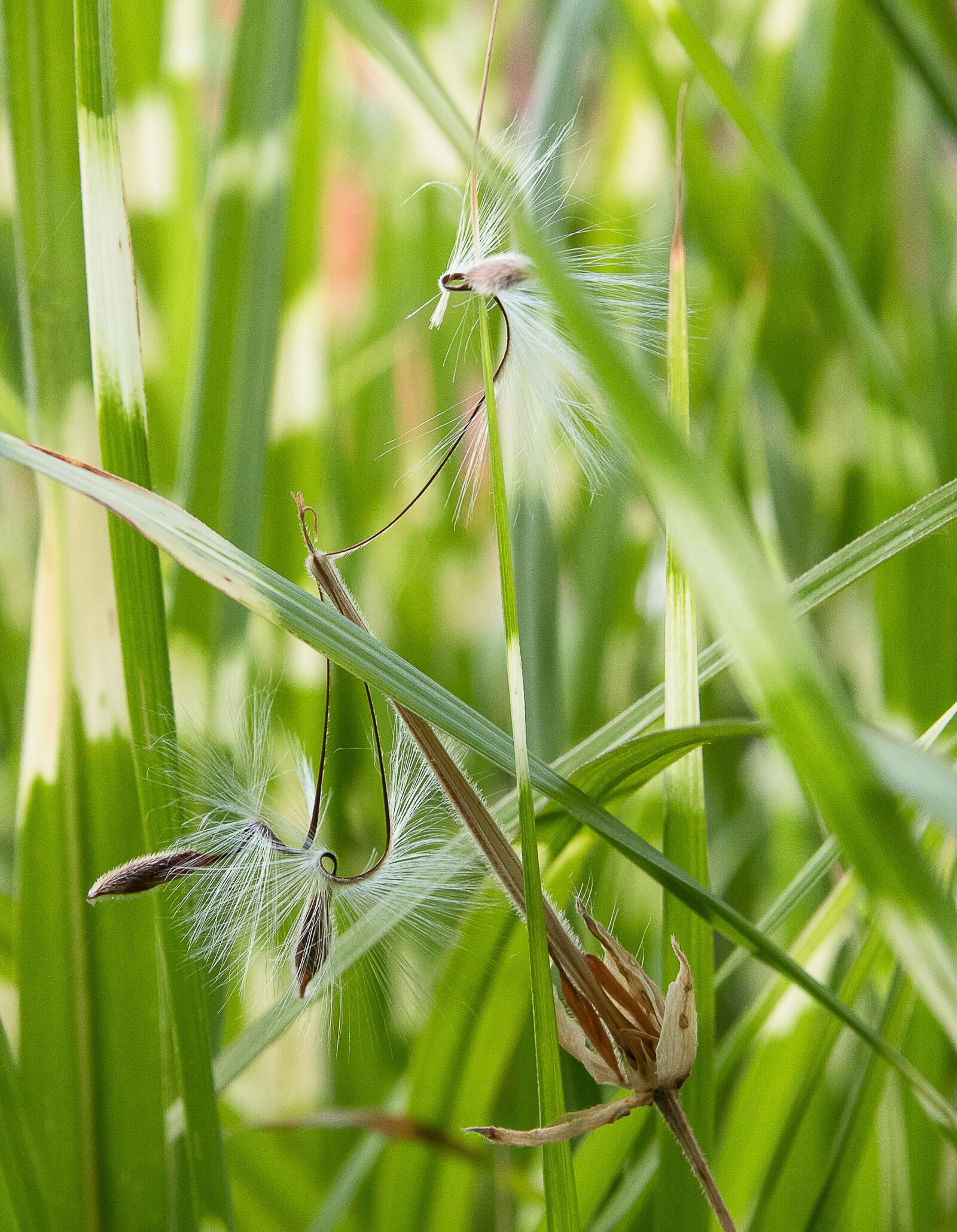Canon EOS 80D sample photo. Zebra grass, grasses, plant photography