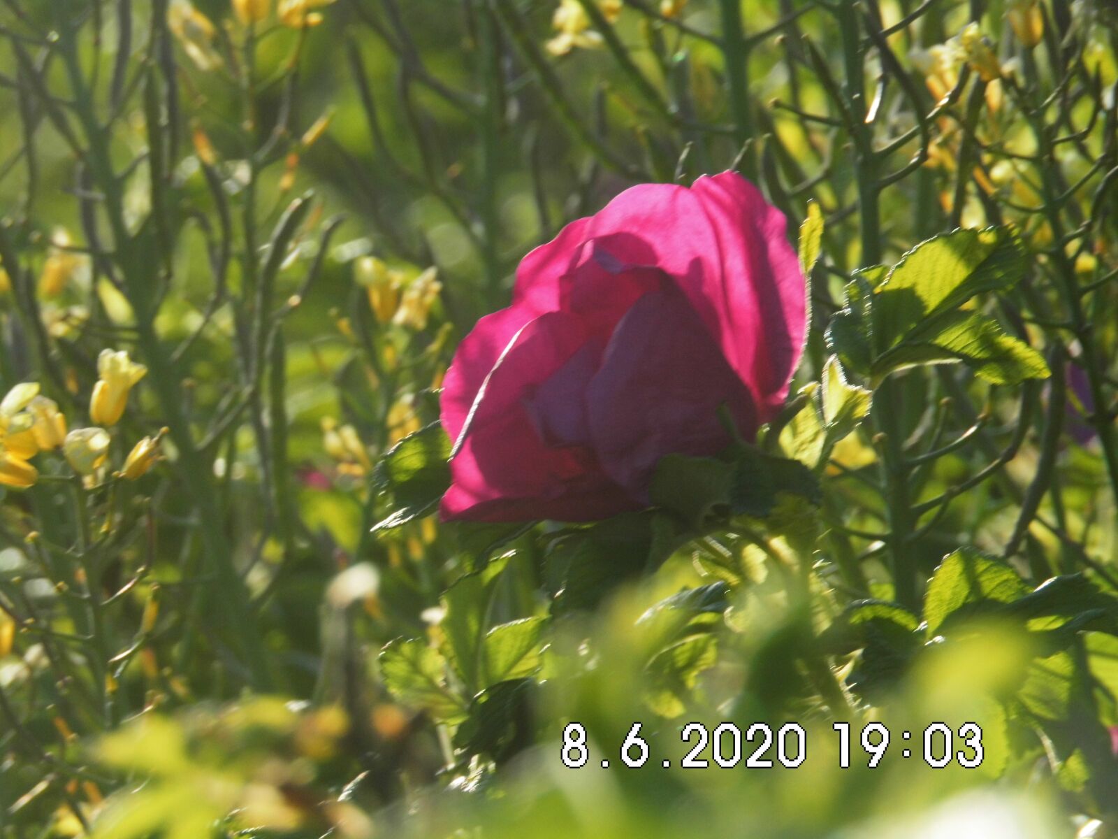 MEDION MD86929 sample photo. Color, spring, flower photography