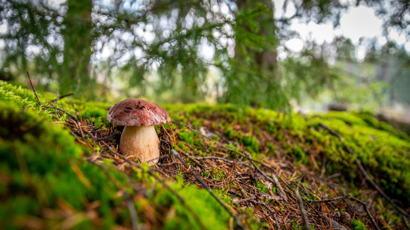 Sony a7R II + Canon EF 24-70mm F2.8L II USM sample photo. Mushroom, forest, moss photography