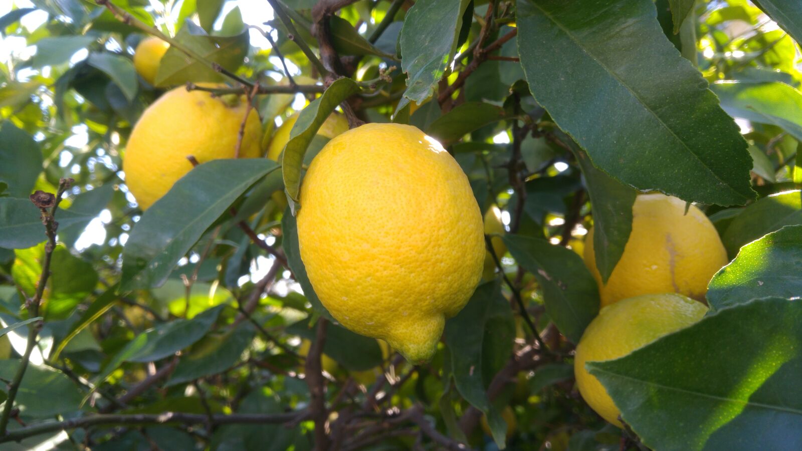 LG H815TR sample photo. Garden, fruit, lemon photography