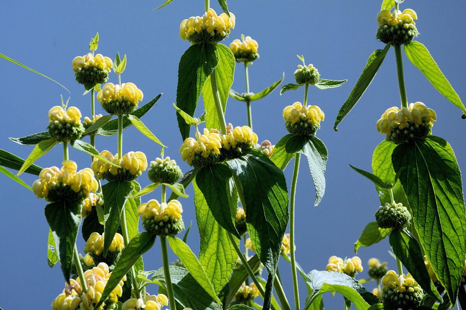 Nikon D7200 sample photo. Fire herb, flowers, yellow photography