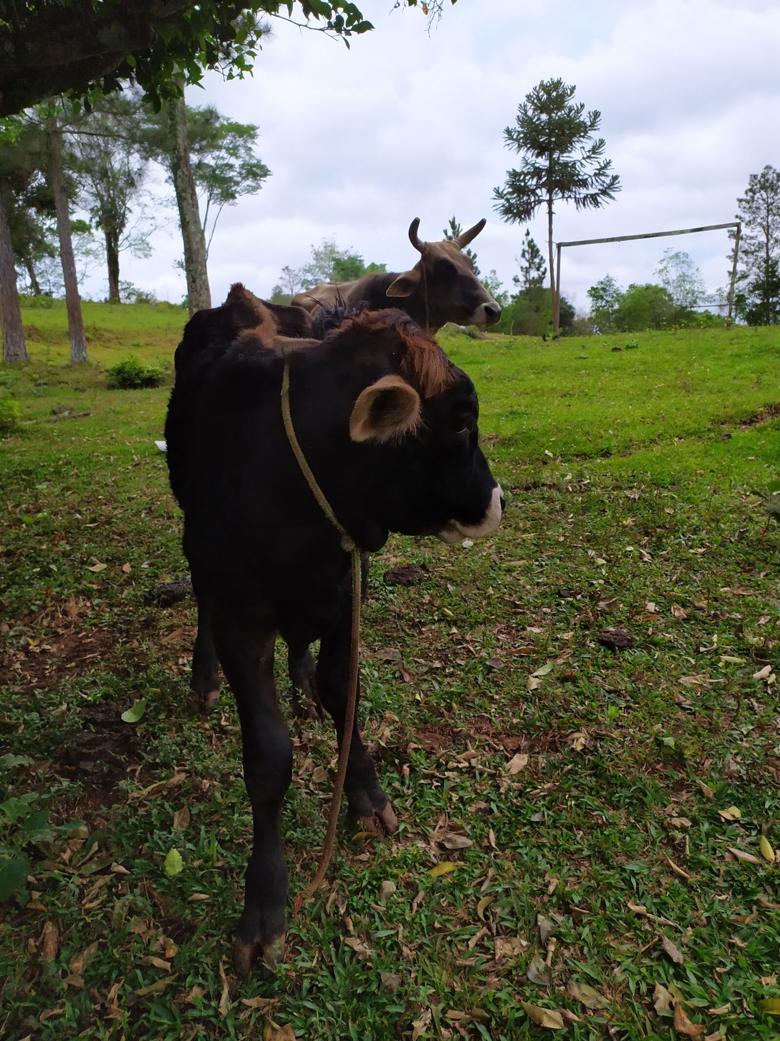 Xiaomi Redmi Note 7 sample photo. Cows, animals, livestock photography
