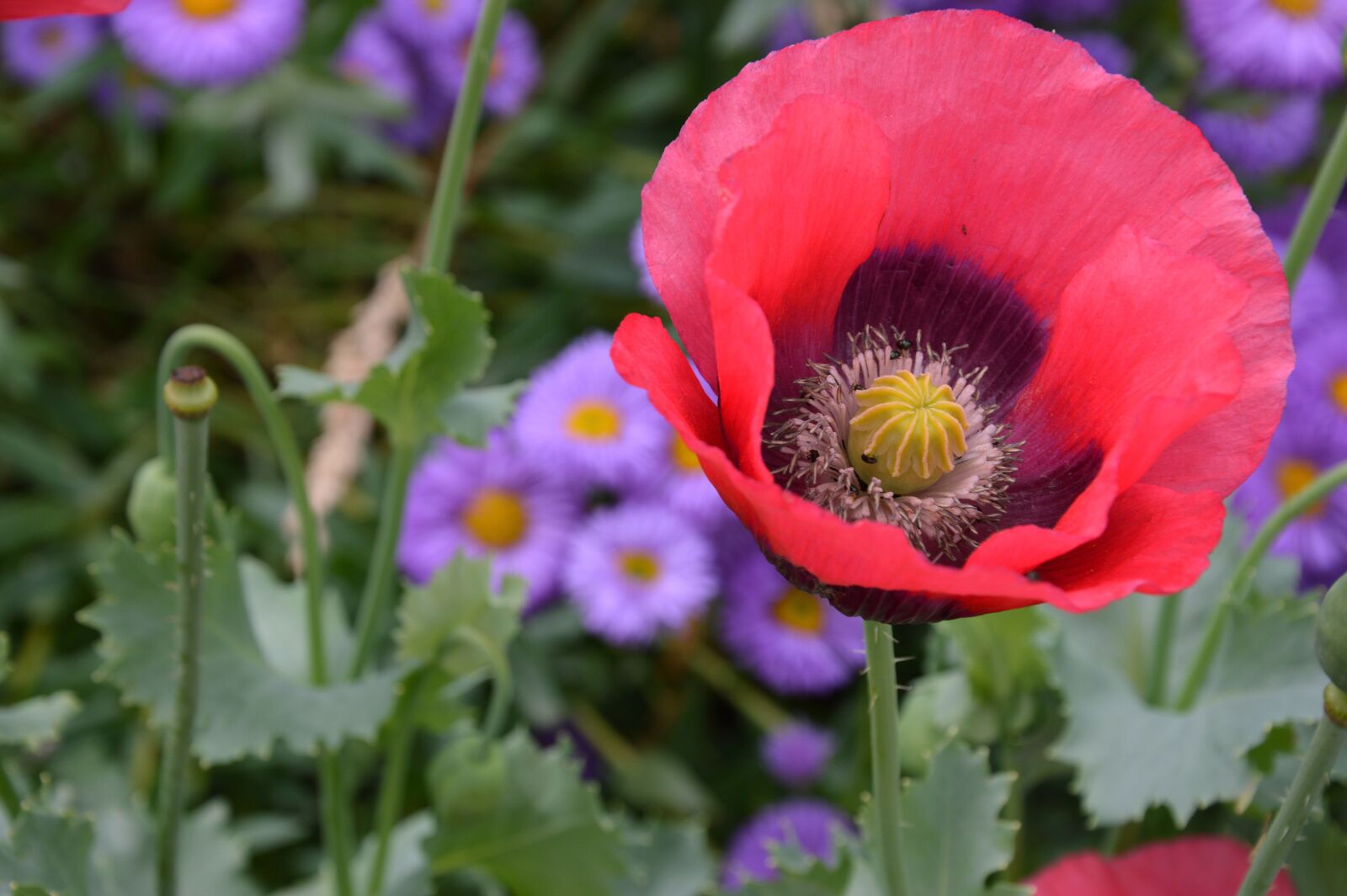 Nikon D3200 sample photo. Flowers, poppy, bloom photography
