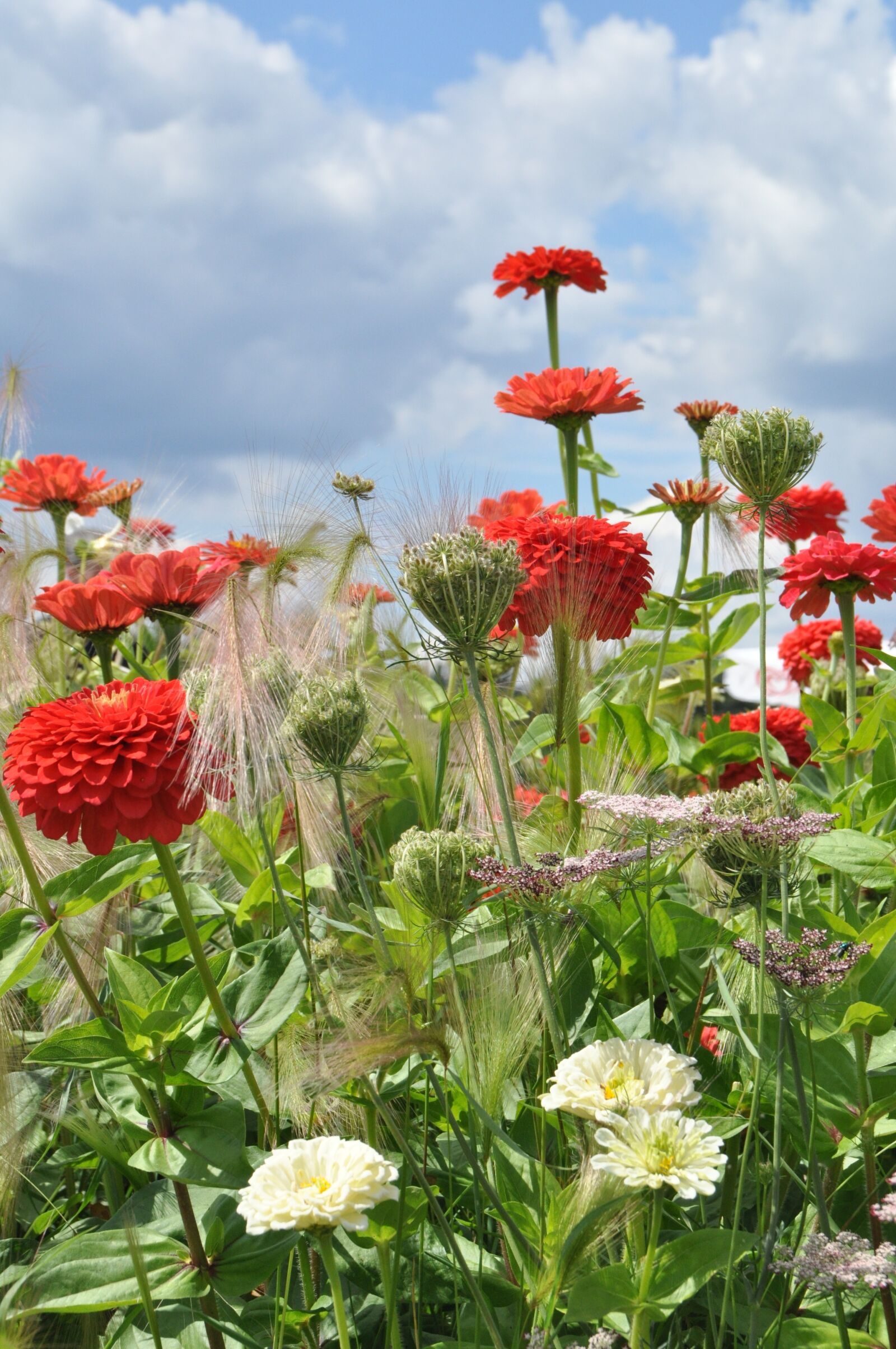 Nikon D5000 sample photo. Bed, flowers, dahlias photography