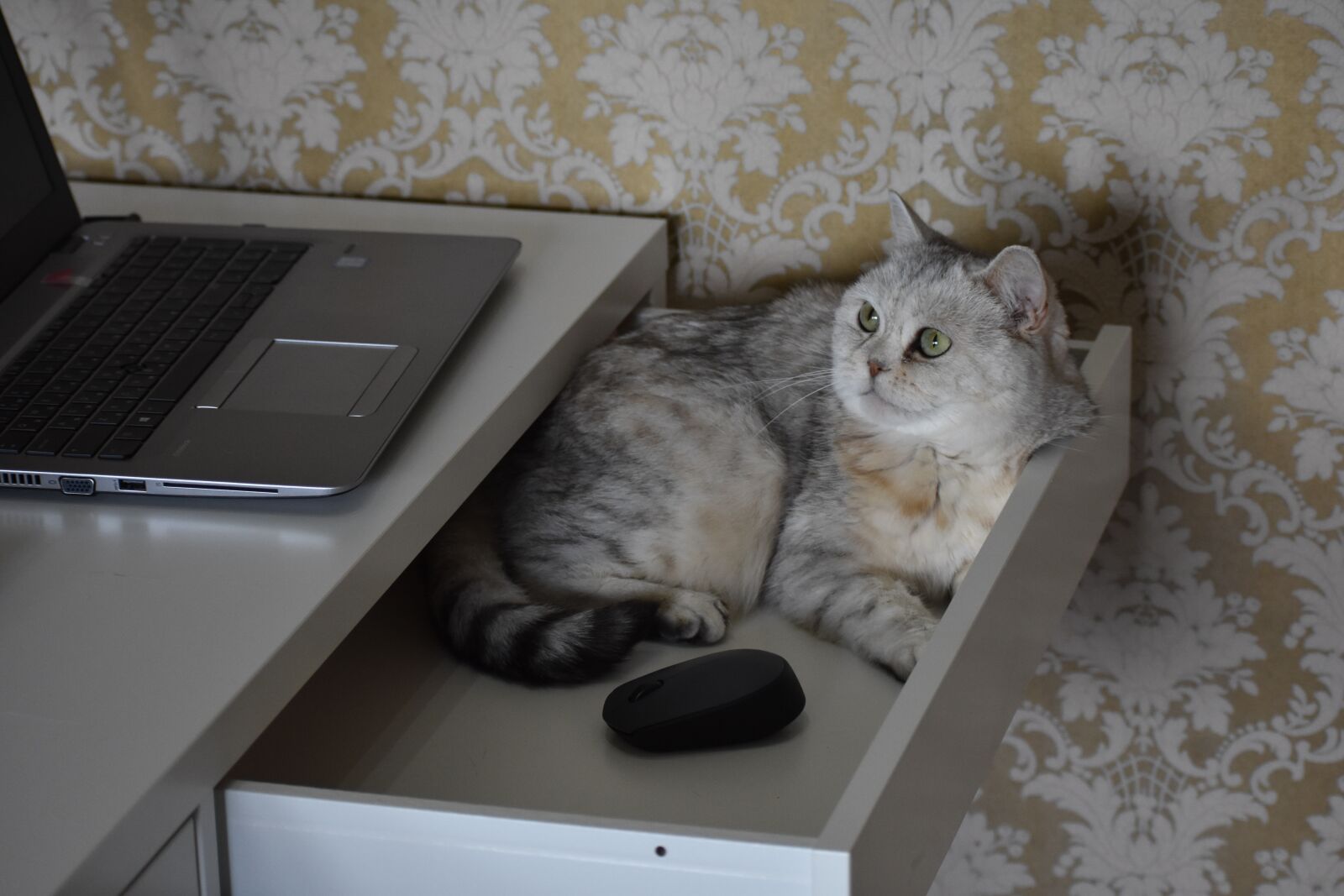 Nikon D3400 sample photo. Cat, vacation, furniture photography