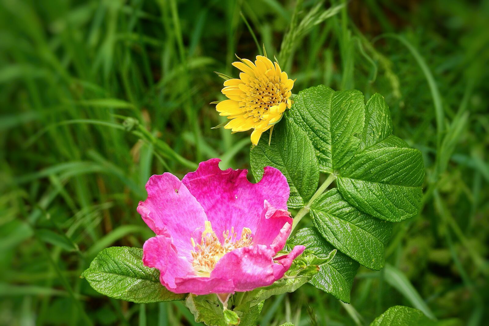 Nikon Coolpix P900 sample photo. Wild rose, flowers, figure photography