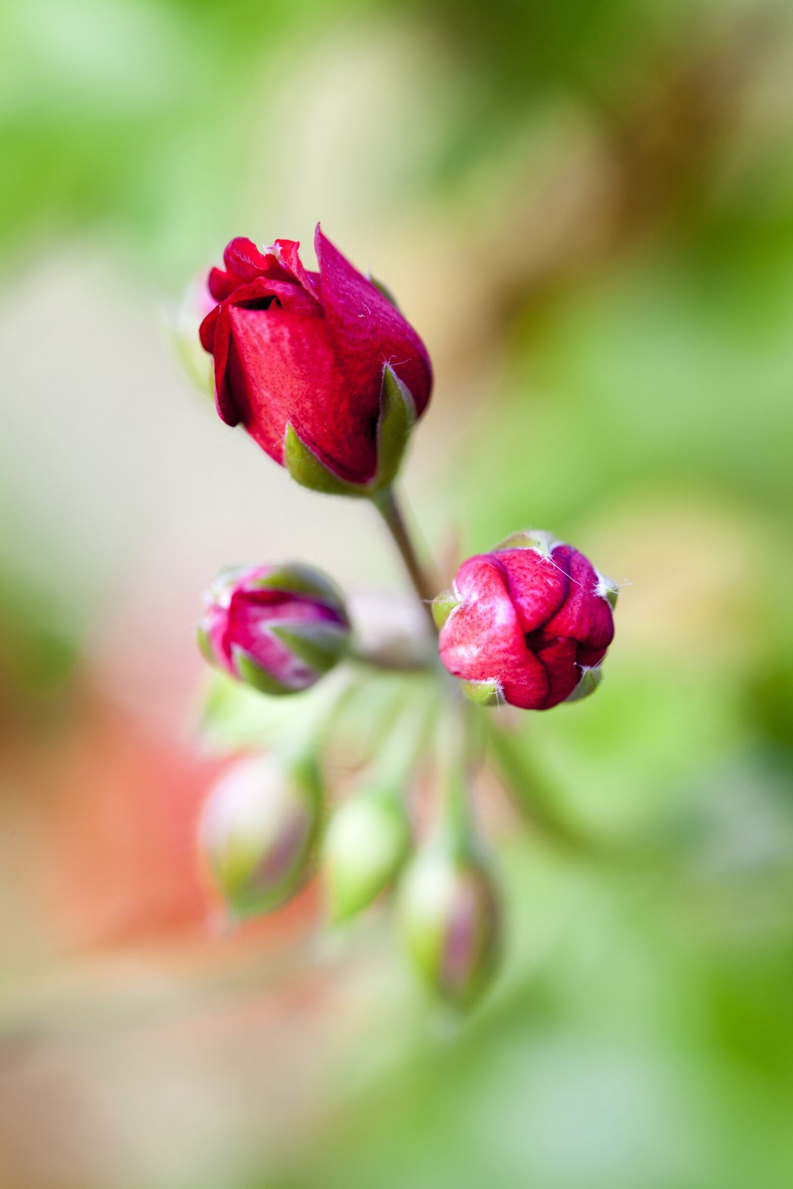 Canon EF 100mm F2.8L Macro IS USM sample photo. Bud, red flower, summer photography
