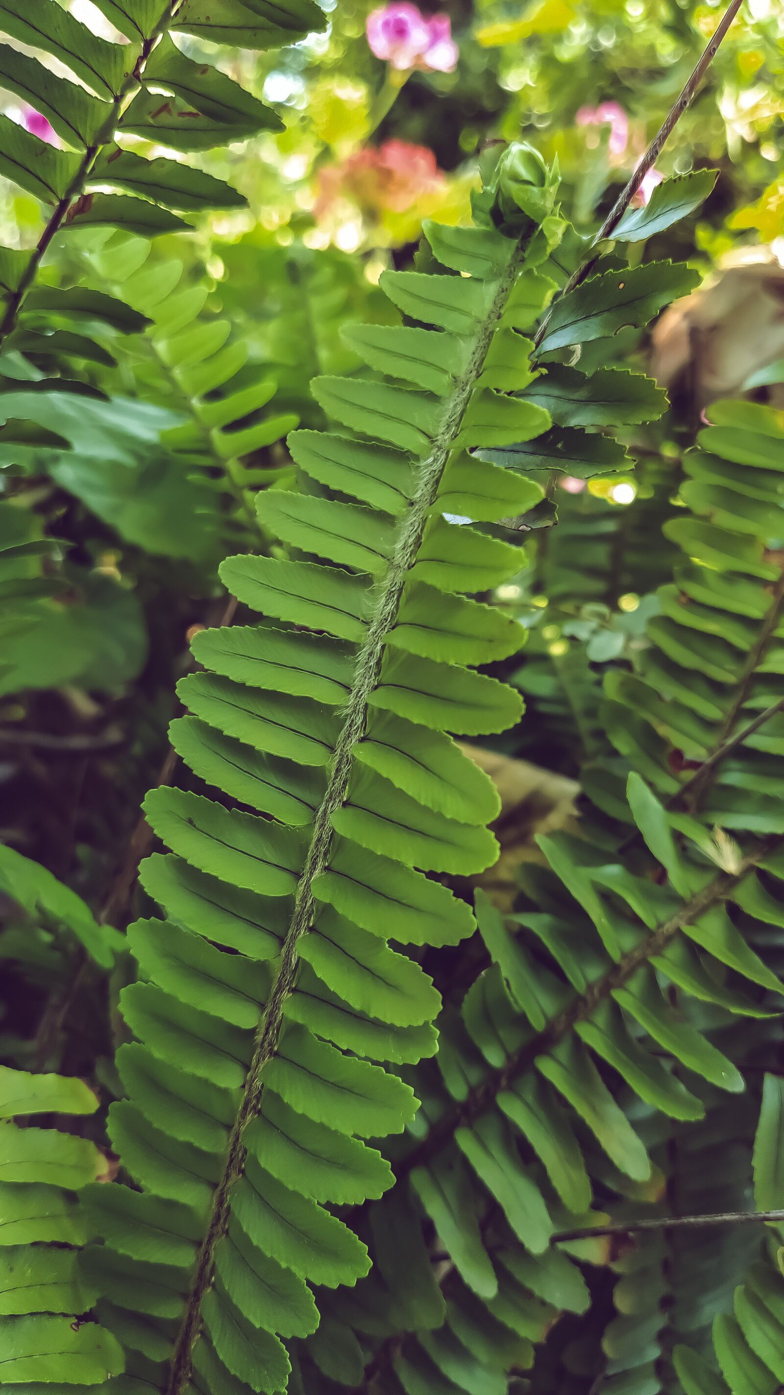 Xiaomi Mi A3 sample photo. Ferns, sylph, leaves photography