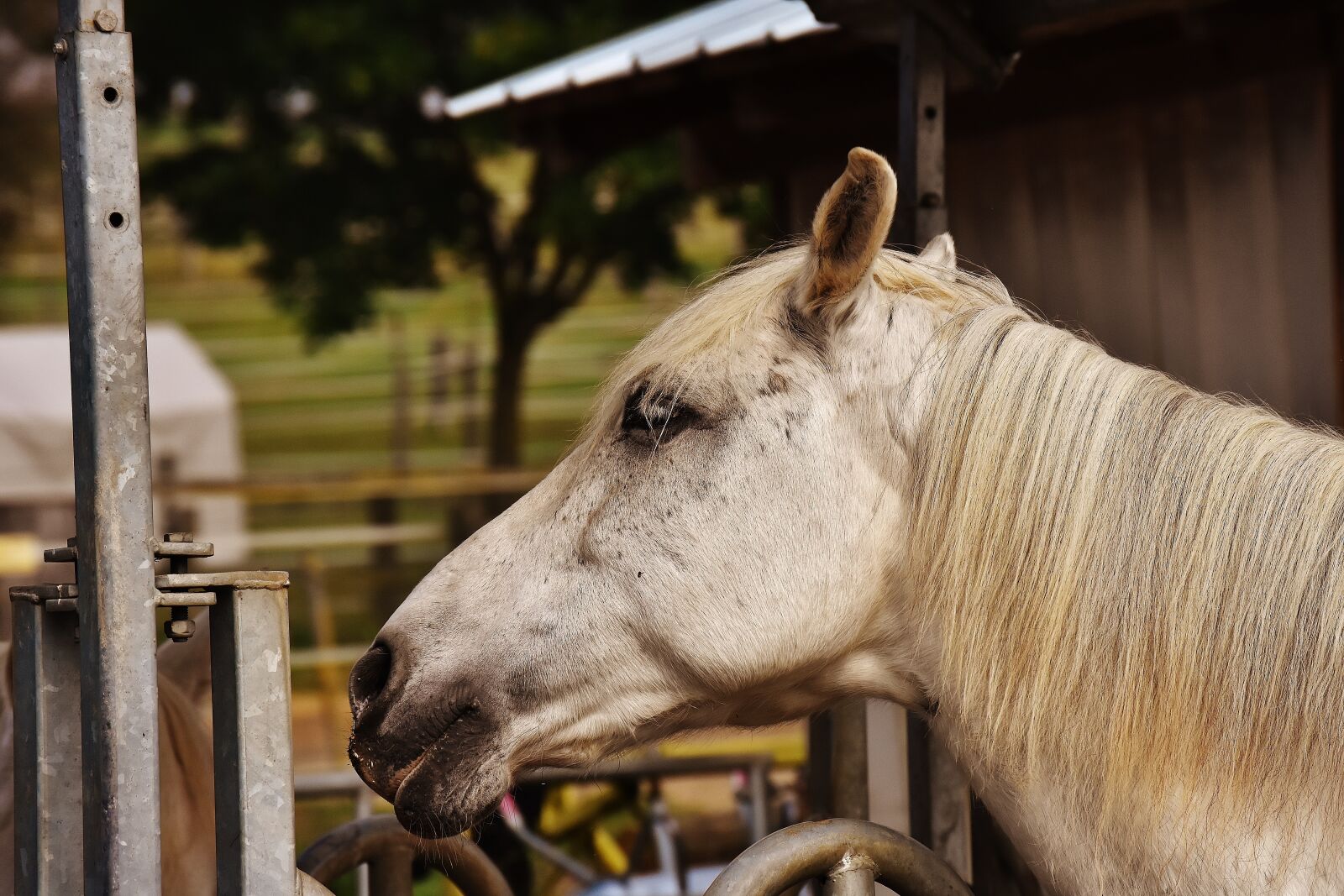 Nikon D7200 sample photo. Horse, mold, reiterhof photography