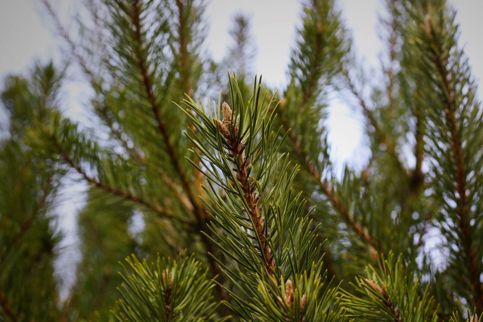 Canon EOS 700D (EOS Rebel T5i / EOS Kiss X7i) + Canon EF 50mm F1.8 STM sample photo. Fir tree, pine needles photography