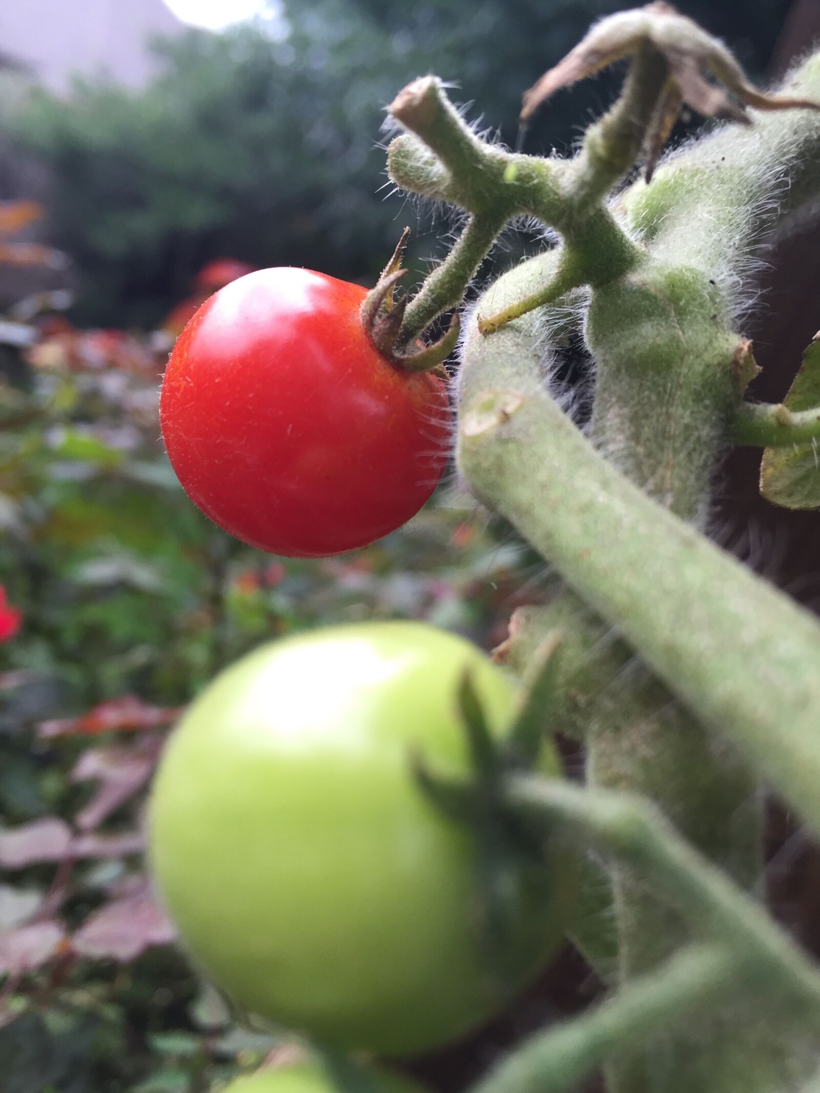 Apple iPhone 6 sample photo. Green, vegetable, water photography
