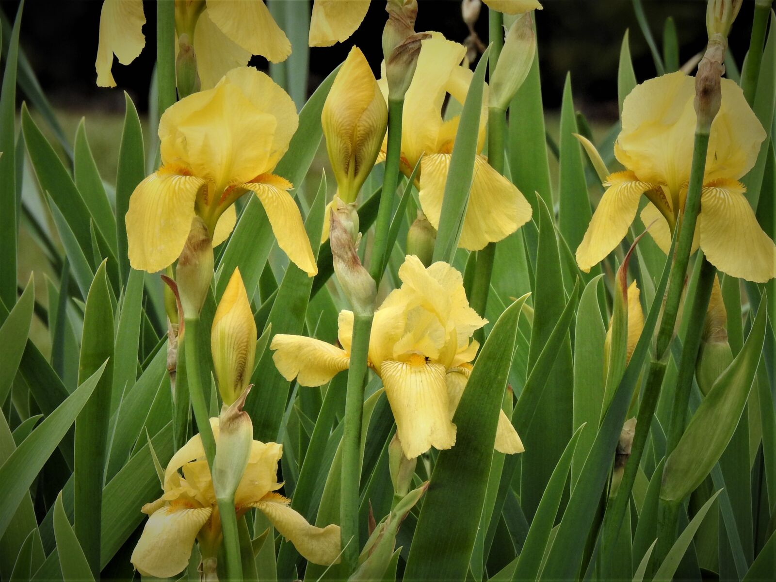 Nikon Coolpix P900 sample photo. Dwarf, bearded, iris photography