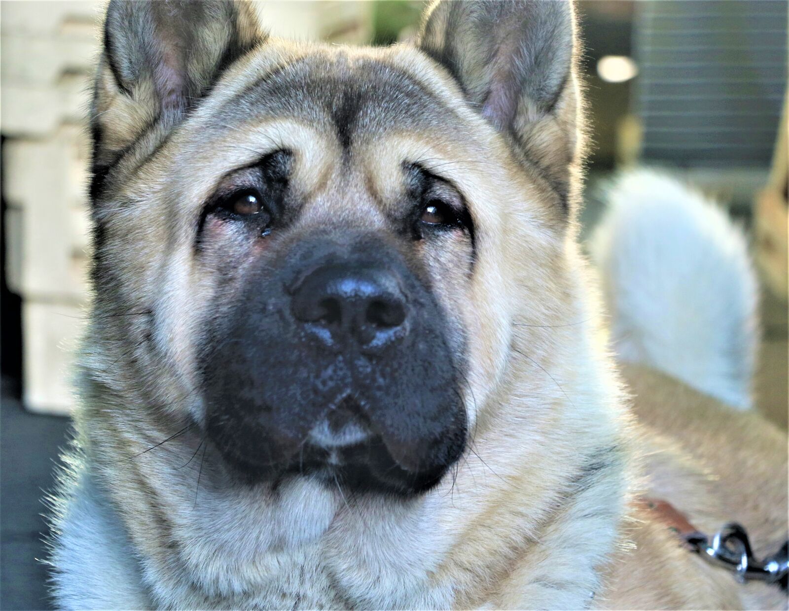 Canon EOS 7D Mark II sample photo. Dog, face, canine photography