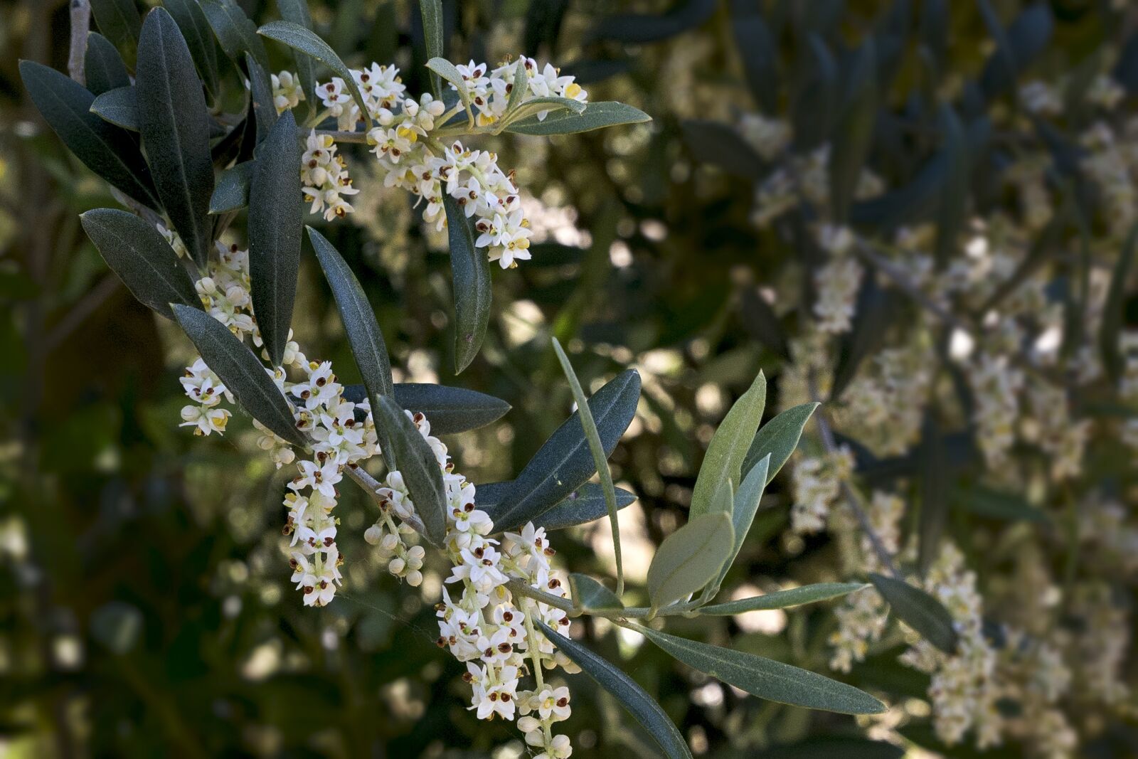 Canon EOS 6D sample photo. Olive trees, flora, nature photography