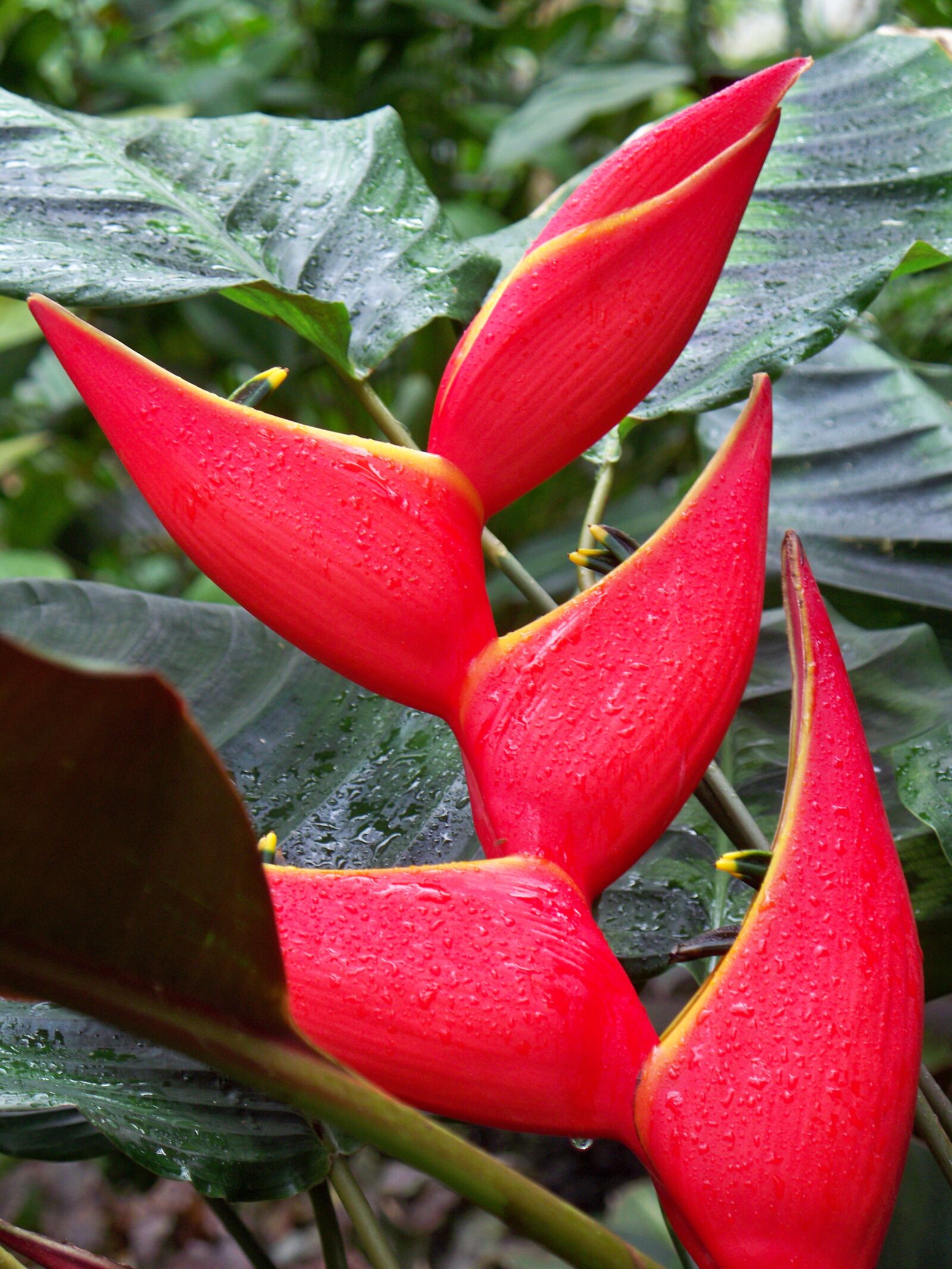 Kodak EASYSHARE Z1485 IS DIGITAL CAMERA sample photo. Flowers, red, yellow photography