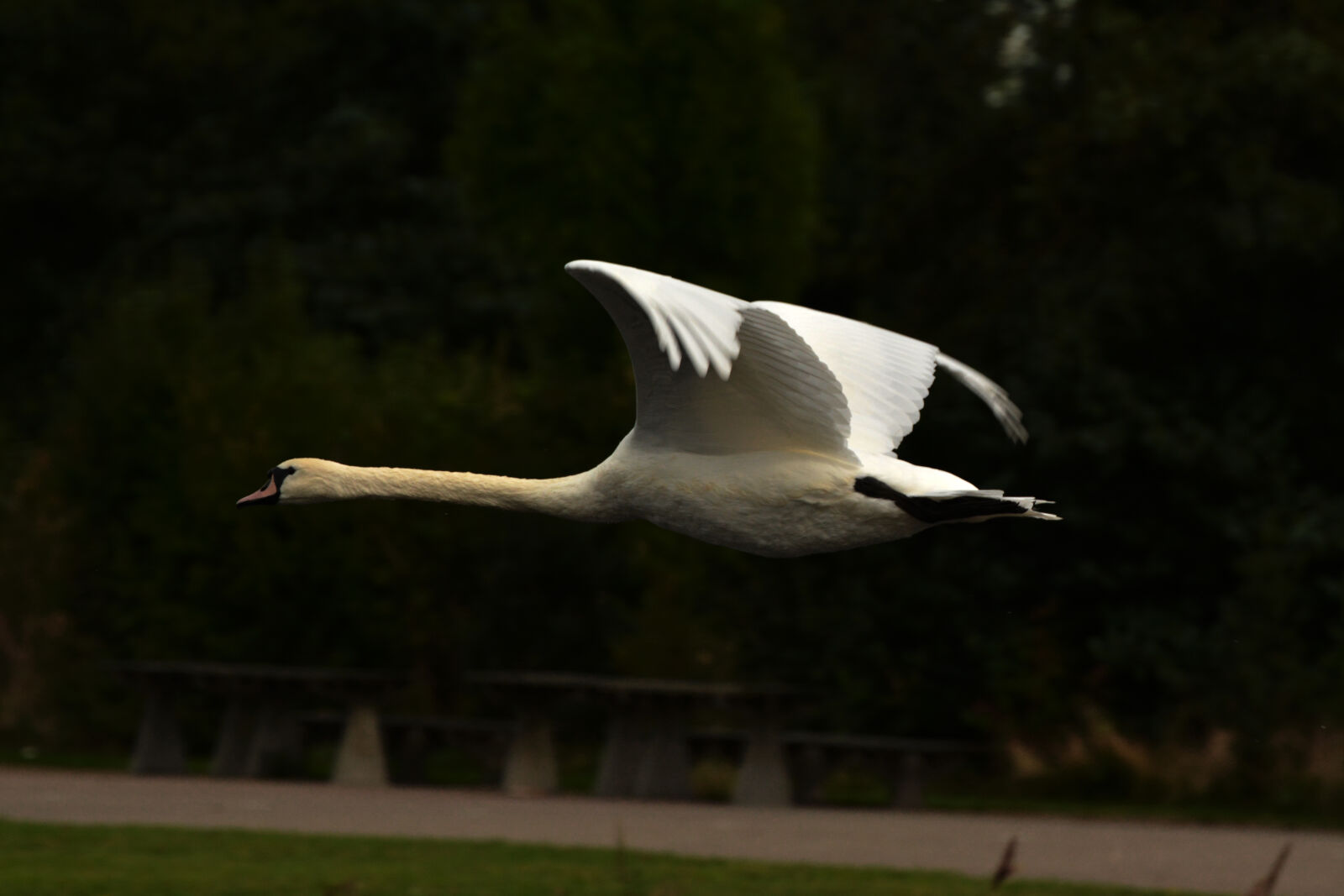 Nikon D5200 sample photo. Animals, bird, flying, flying photography