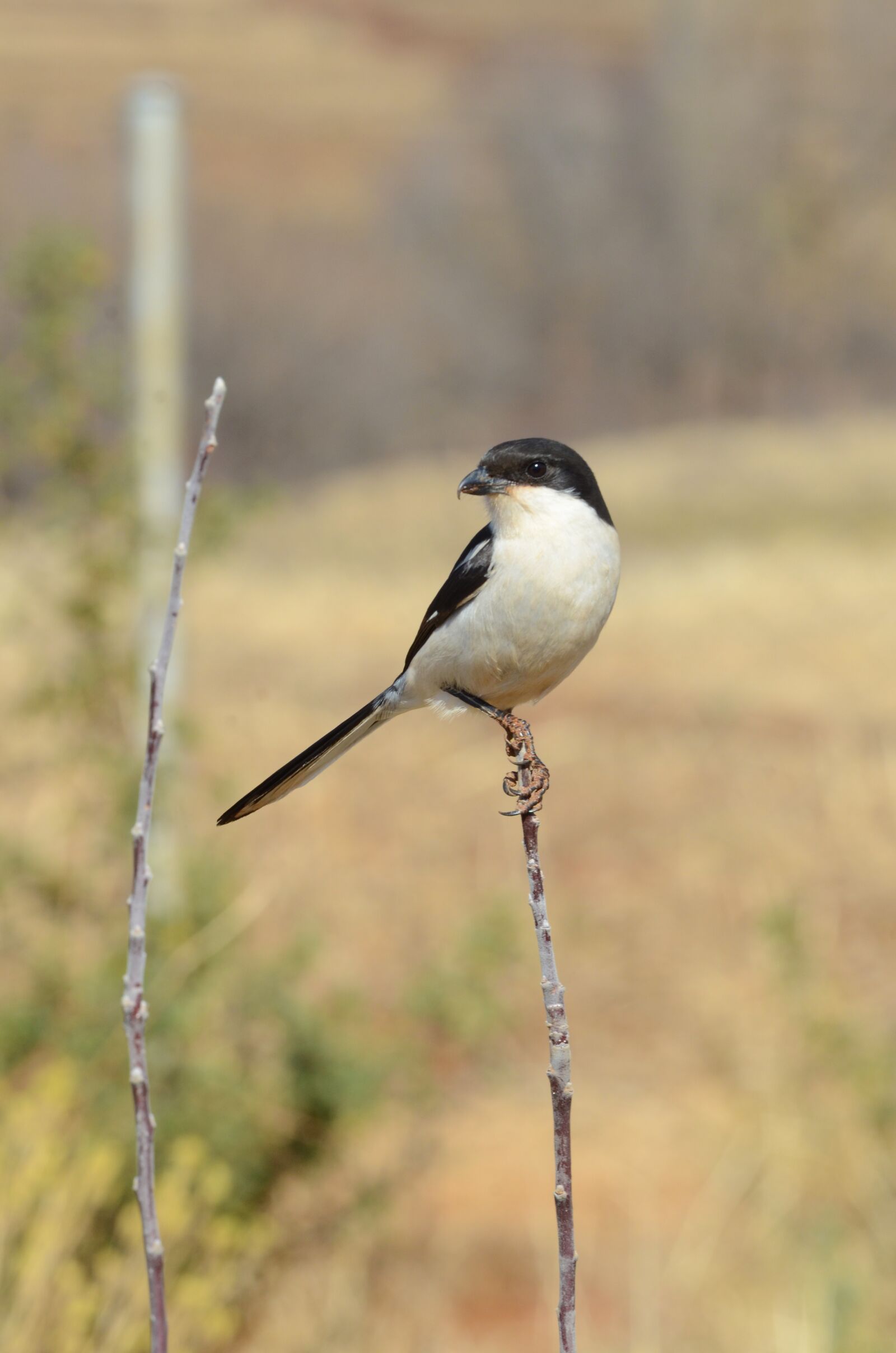 Nikon D7000 sample photo. Africa, bird, nature photography