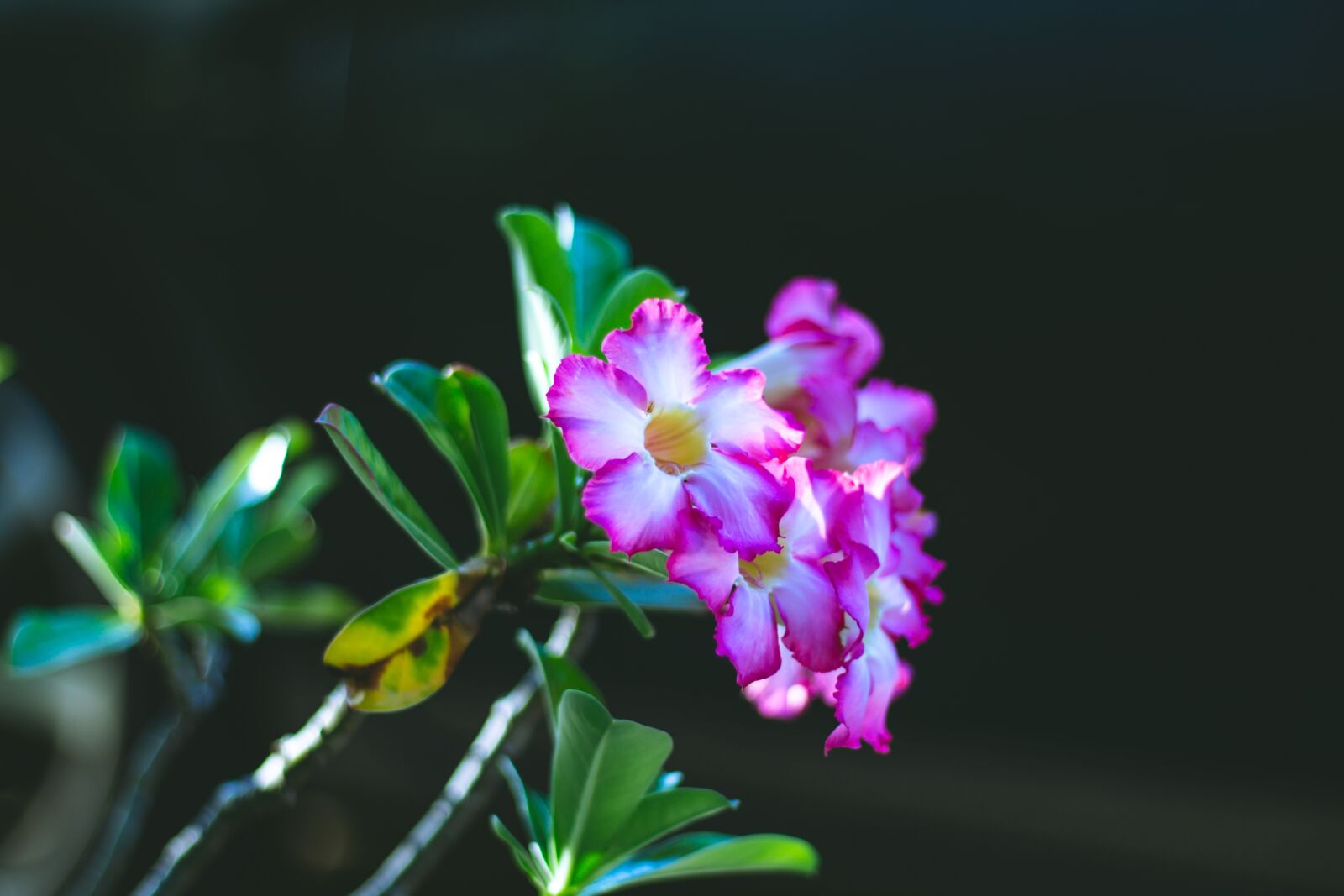 Canon EOS 700D (EOS Rebel T5i / EOS Kiss X7i) + Canon EF 50mm F1.8 STM sample photo. Invited to visit, plant photography