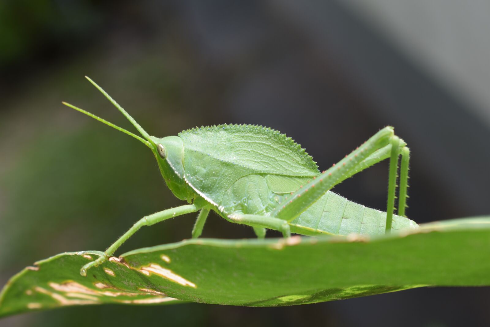 Nikon D3400 sample photo. Nature, green, leaf photography