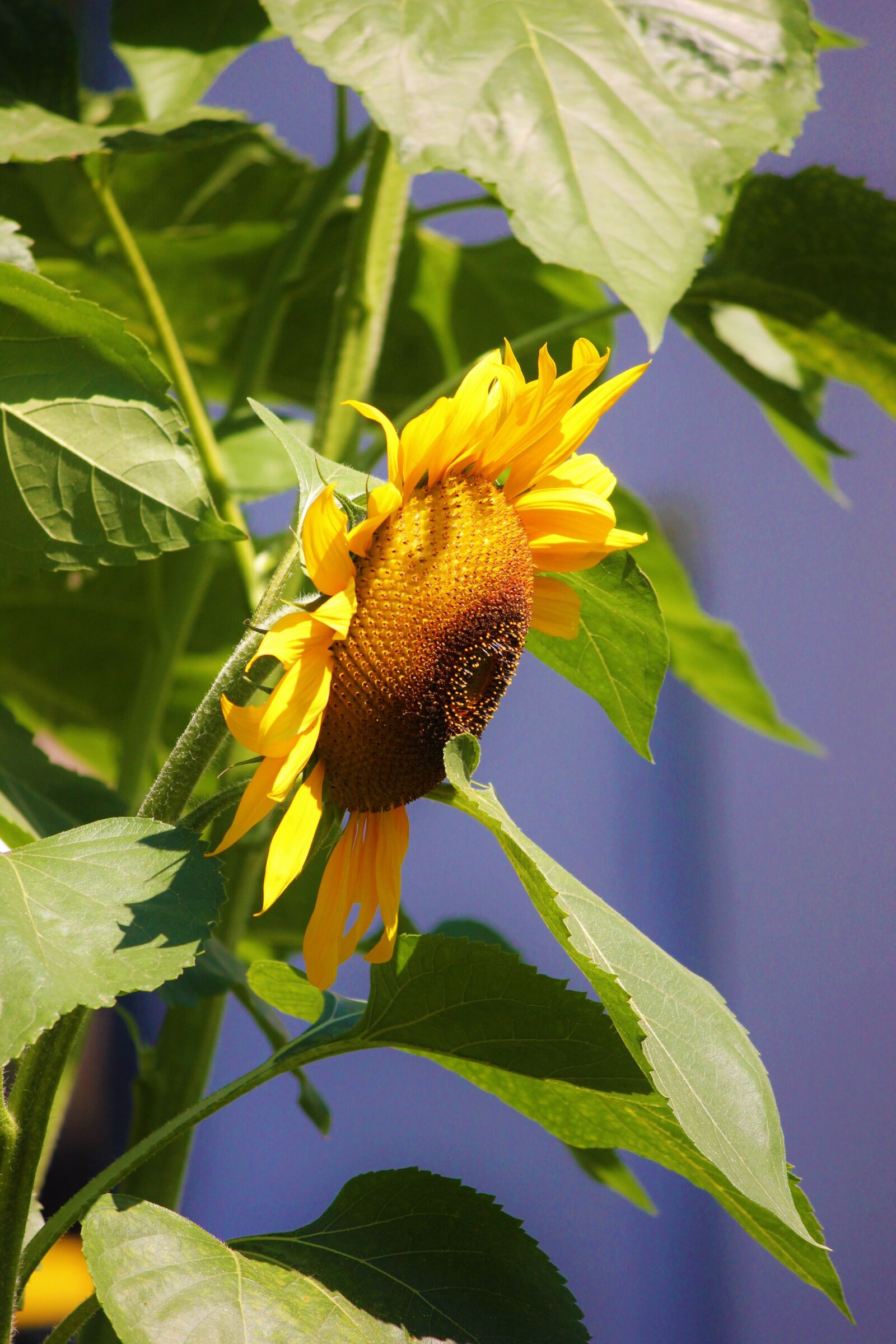 Canon EOS 550D (EOS Rebel T2i / EOS Kiss X4) sample photo. Sunflower, yellow, summer photography