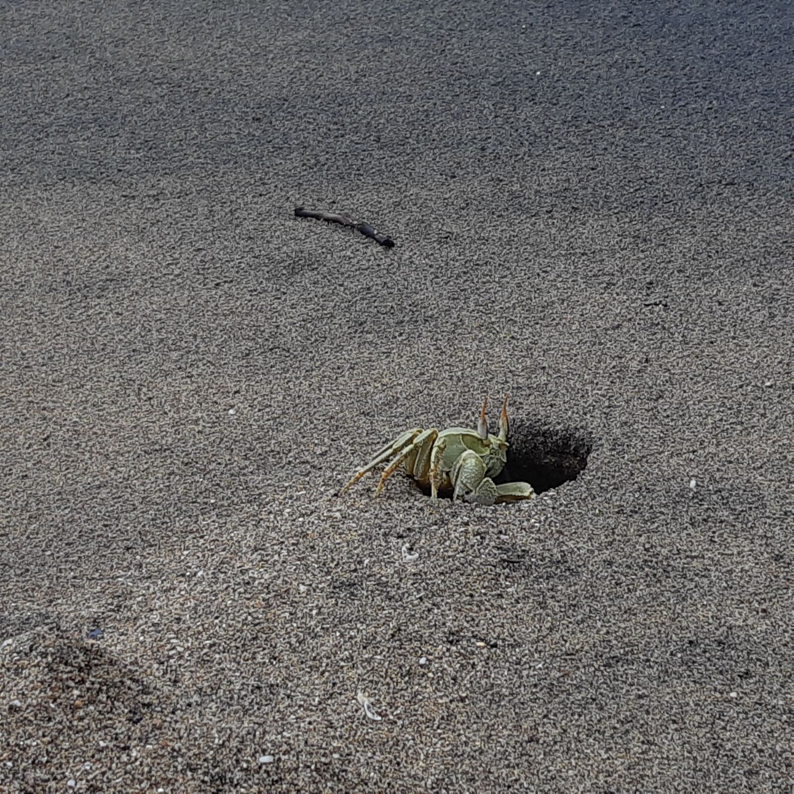 Samsung Galaxy A8(2018) sample photo. Crab, beach, sea photography