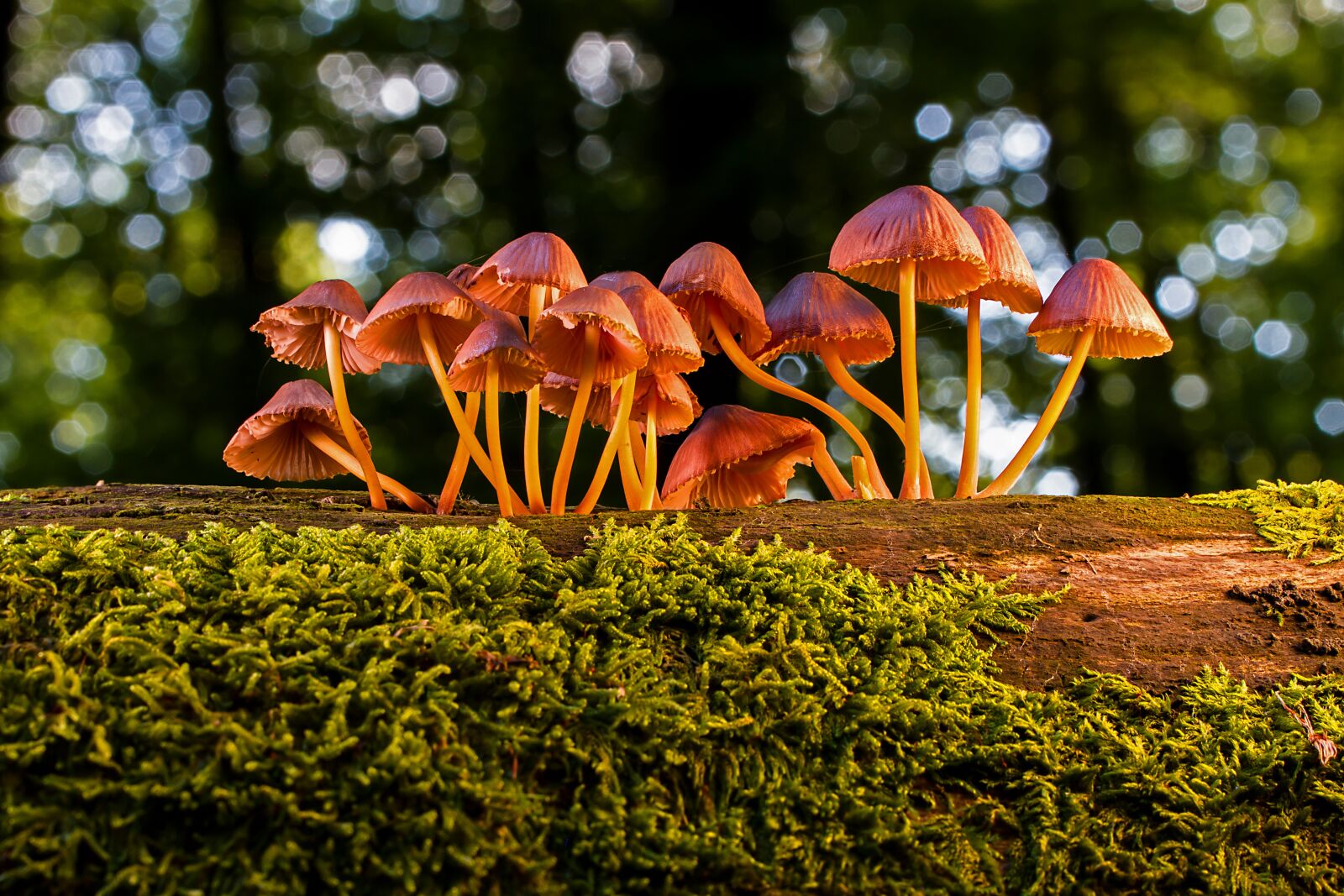 Tamron SP AF 60mm F2 Di II LD IF Macro sample photo. Mushroom, mushrooms, agaric photography