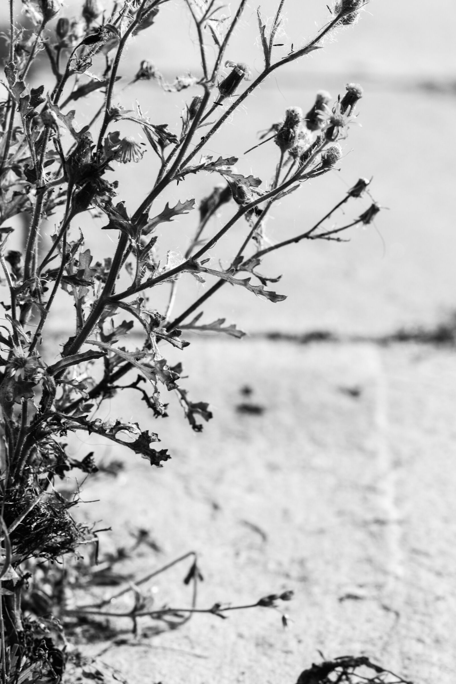 Canon EOS 7D Mark II sample photo. Wildflower, nature, fall photography