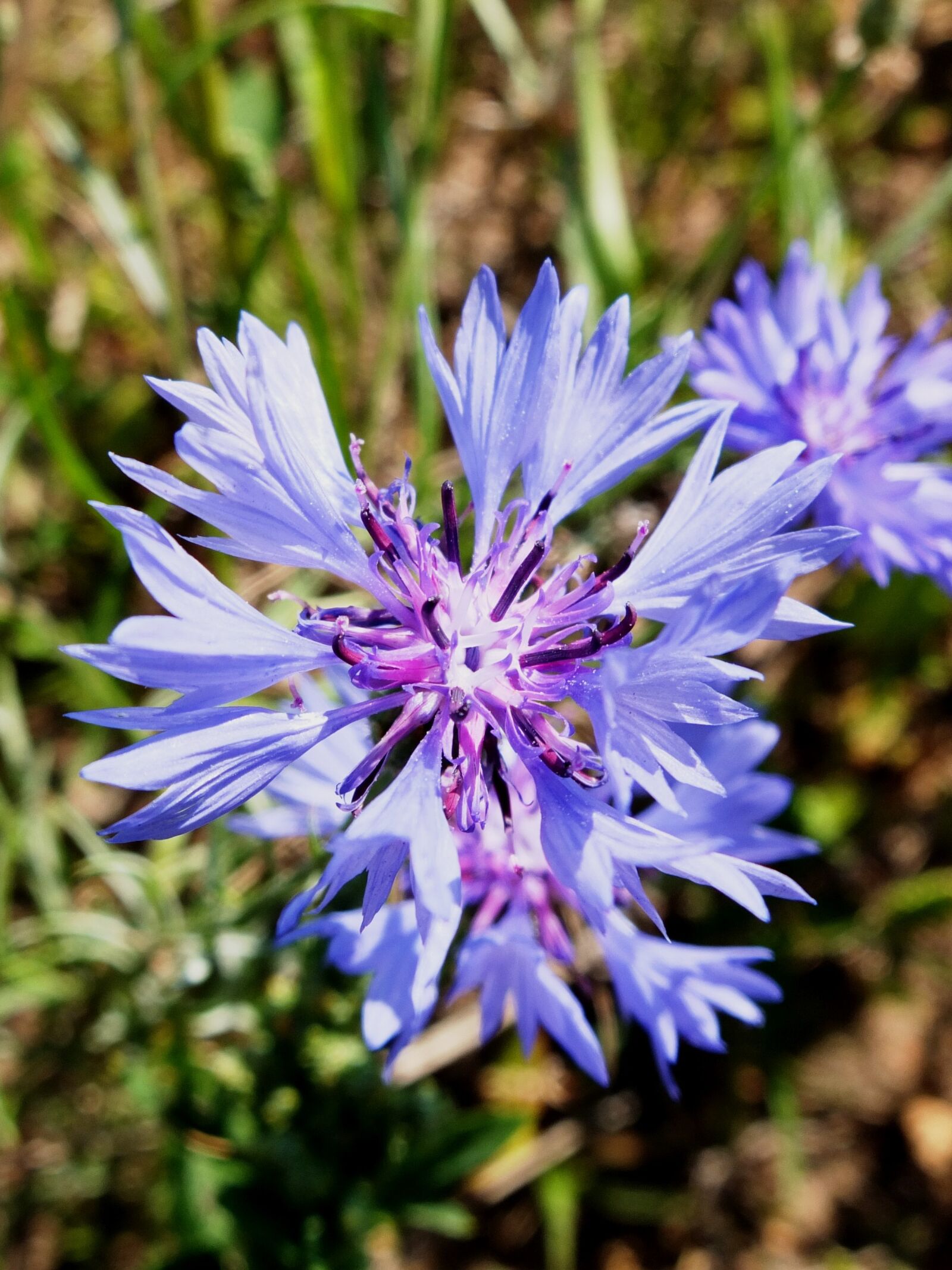 Fujifilm X10 sample photo. Cornflower, blue, blossom photography