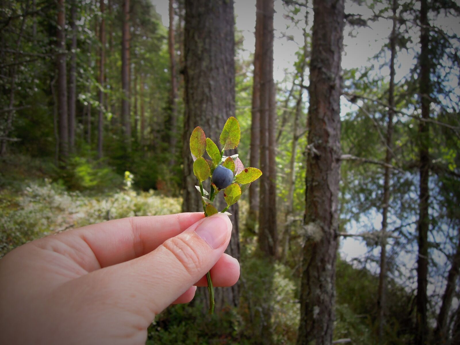 Nikon Coolpix P300 sample photo. Blueberry, blueberry twig, hand photography