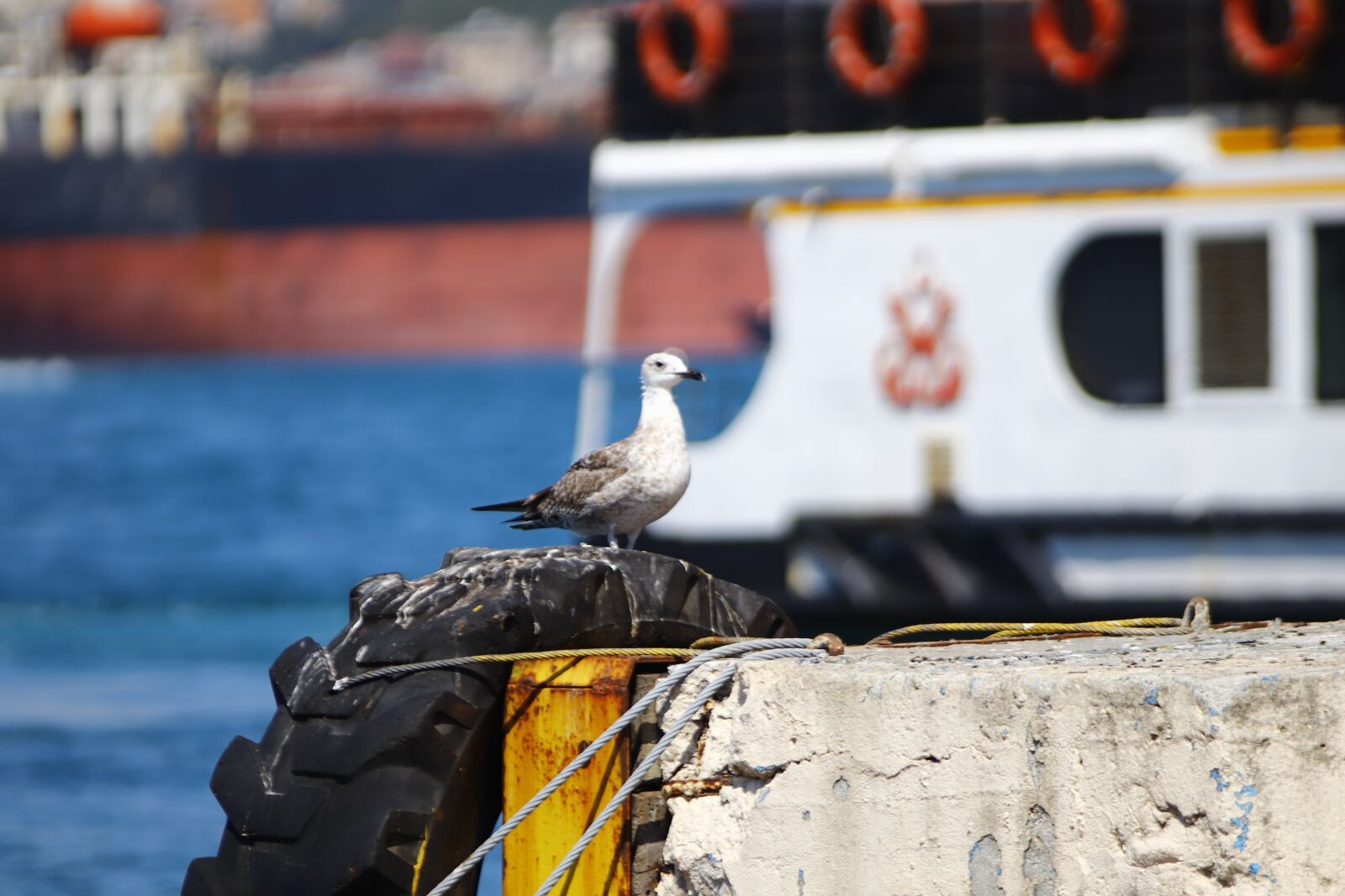 Canon EOS 200D (EOS Rebel SL2 / EOS Kiss X9) sample photo. Bird, wings, seagull photography