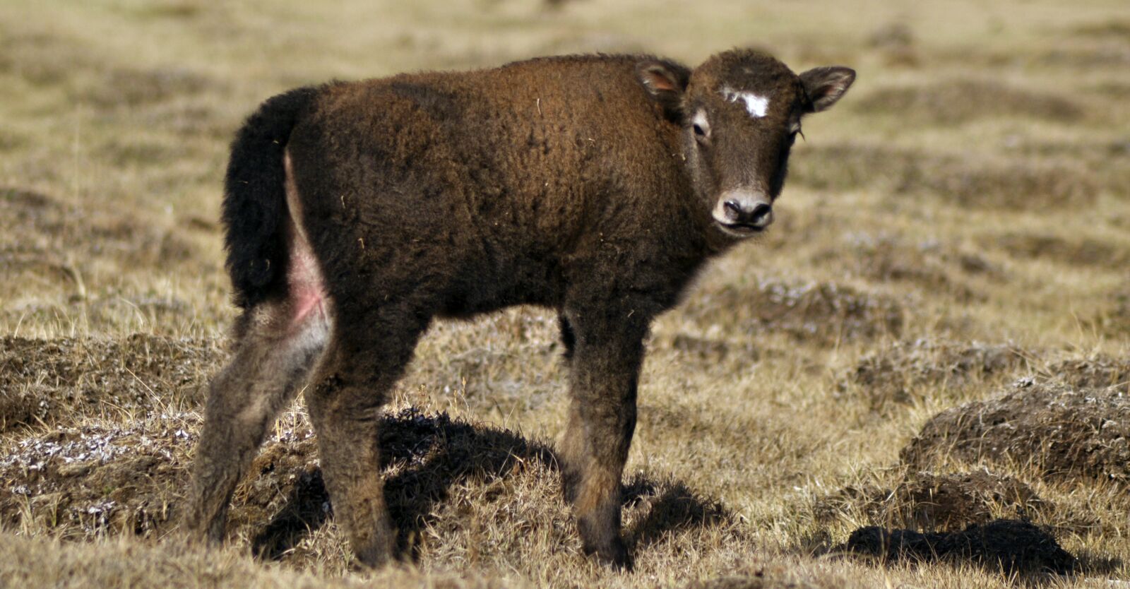 Nikon D90 sample photo. Yak, baby yak, mongolia photography