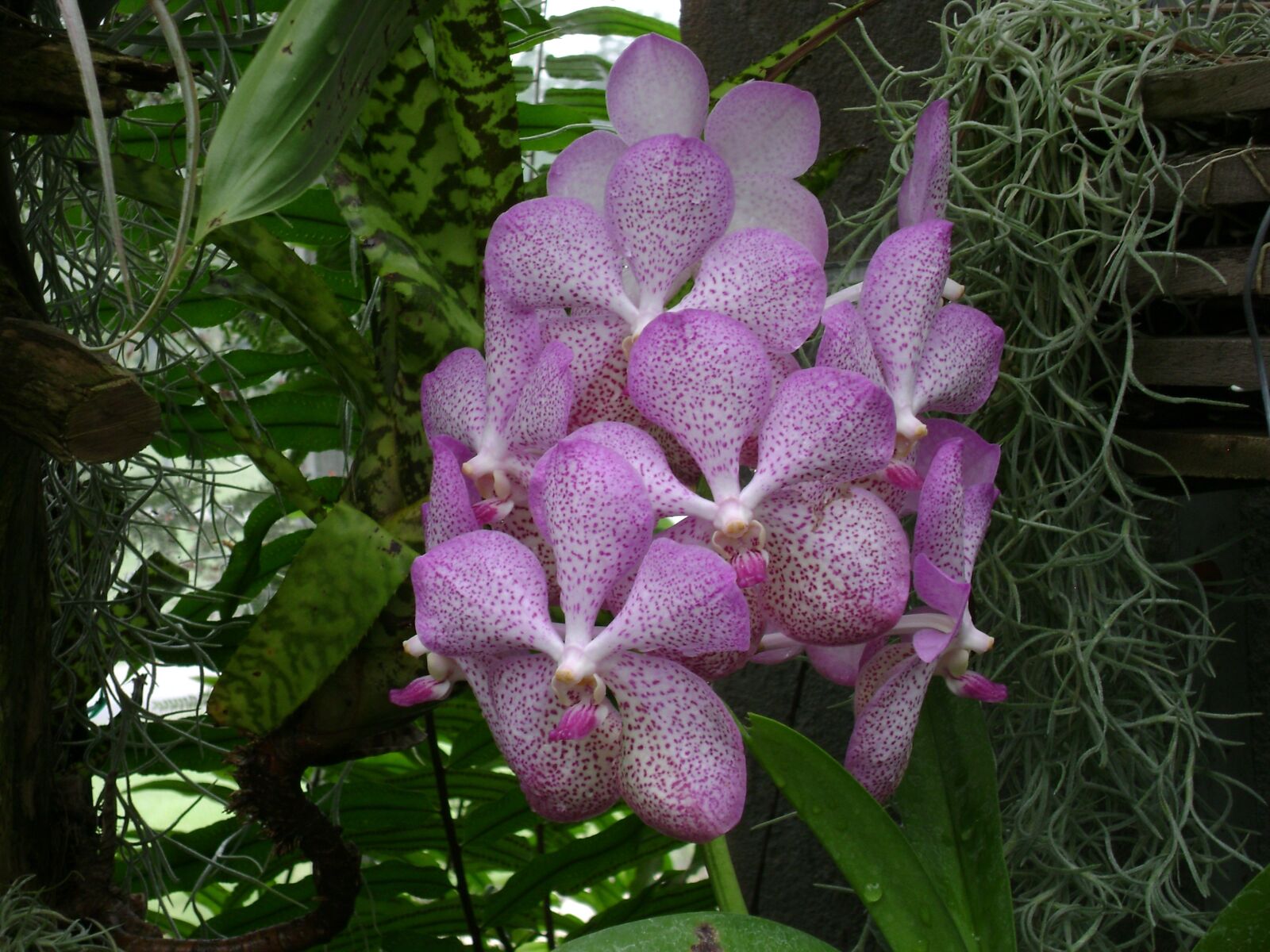Sony DSC-S650 sample photo. Orchid, hothouse, greenhouse photography