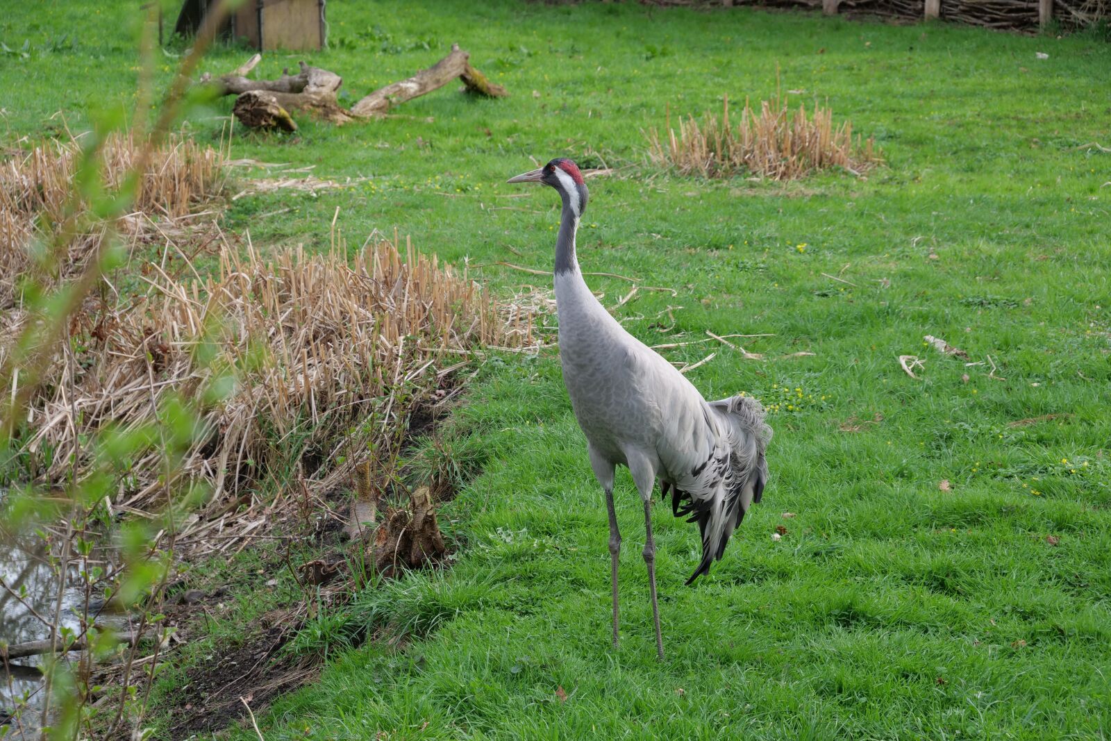 Panasonic Lumix DC-G9 sample photo. Nature, grass, animal photography