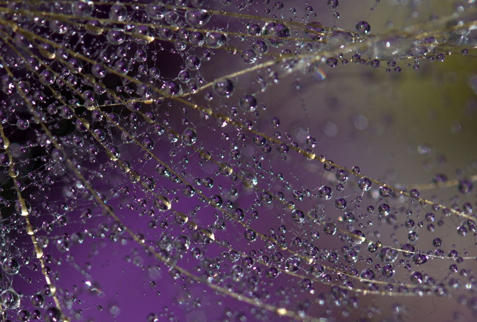 Canon EF-S 60mm F2.8 Macro USM sample photo. Dandelion, macro, drops photography