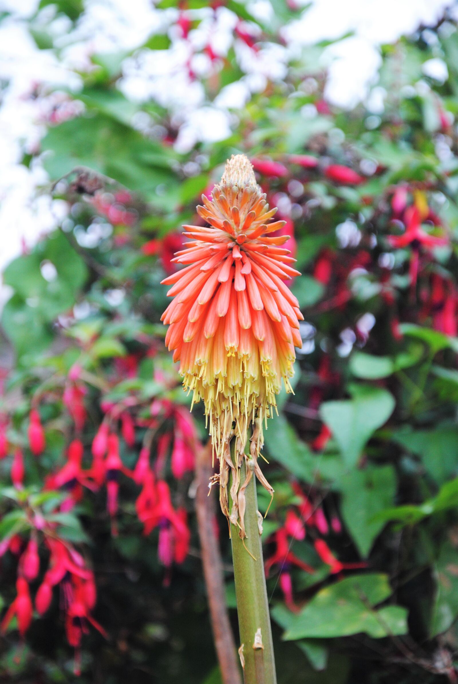 Nikon D3000 sample photo. Orange, red, colorful photography