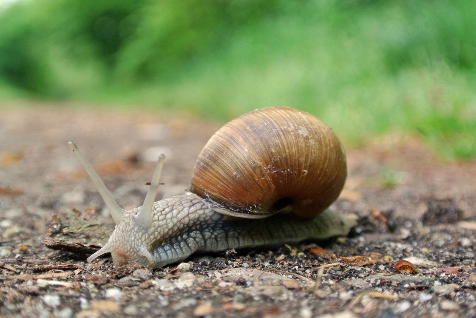 Nikon 1 J1 sample photo. Snail, macro, close up photography