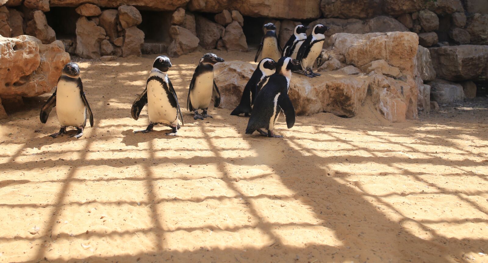 Canon EOS 6D sample photo. Pinguine, sand, animal photography