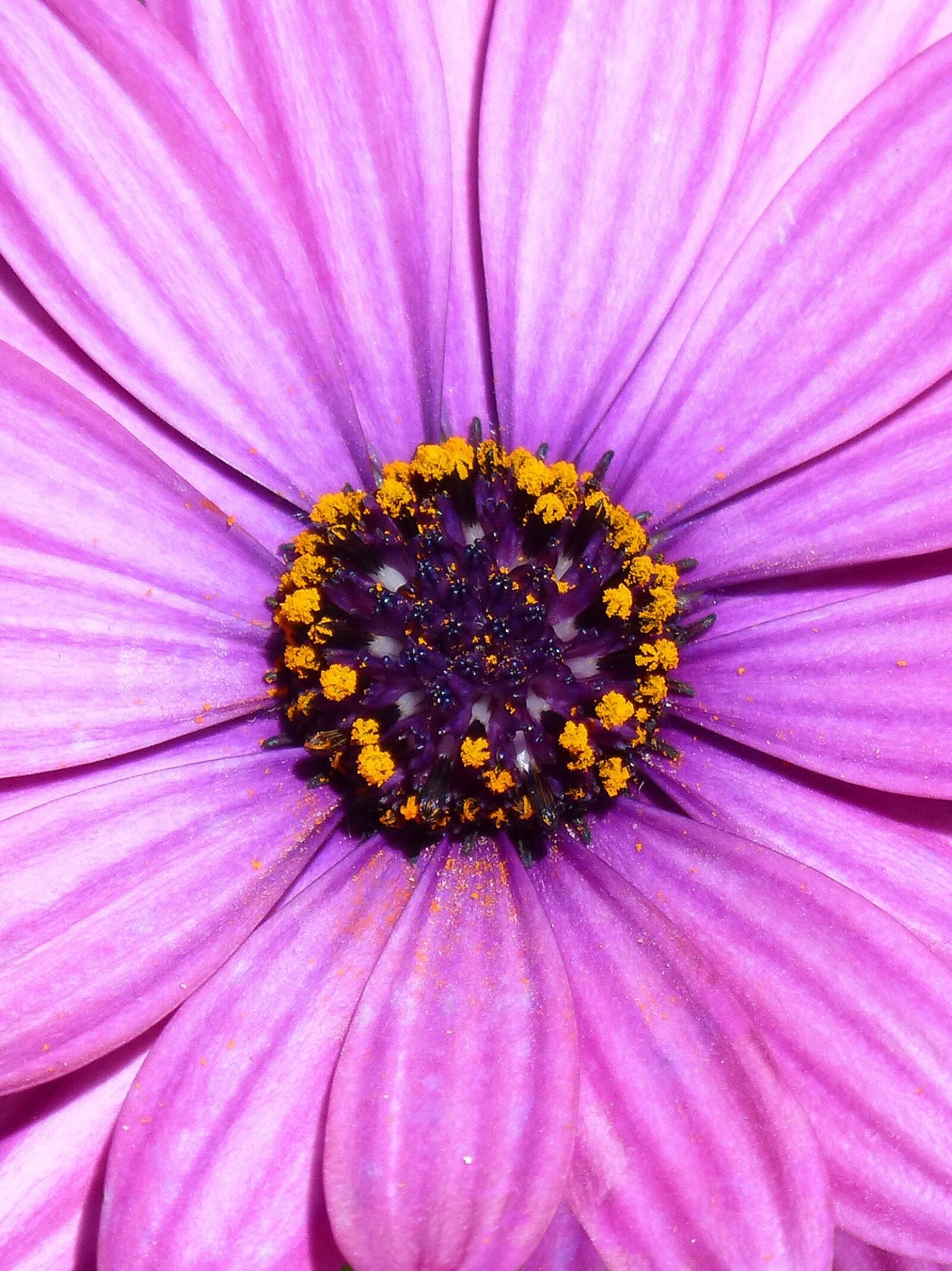 Panasonic DMC-FZ62 sample photo. Daisy, purple, magenta photography