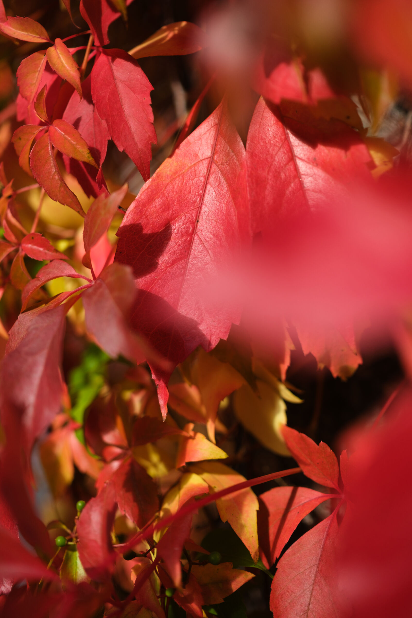 Fujifilm XF 33mm F1.4 R LM WR sample photo. Bokeh of leaves photography