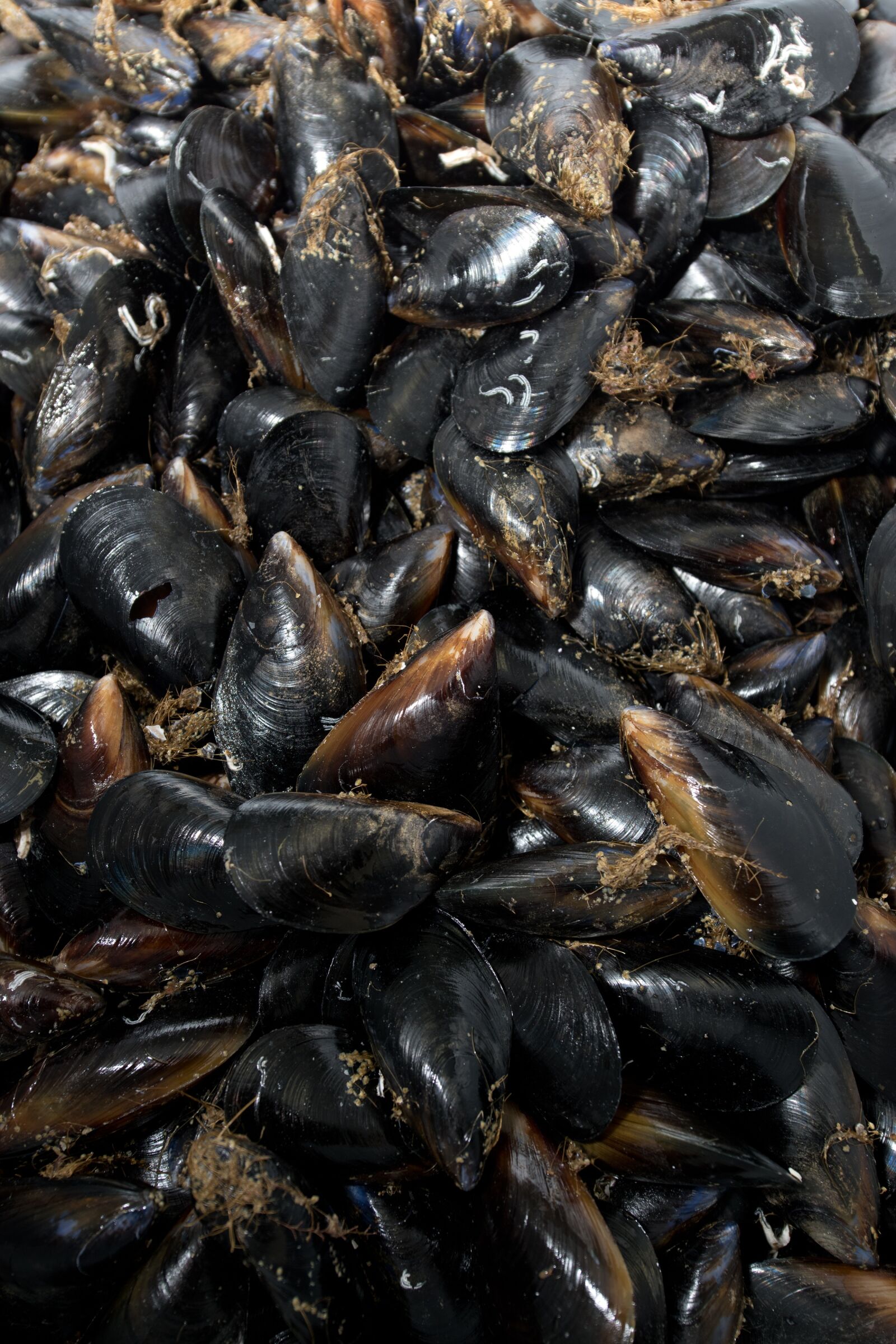 Nikon D5500 sample photo. Mussels, seafood, shells photography