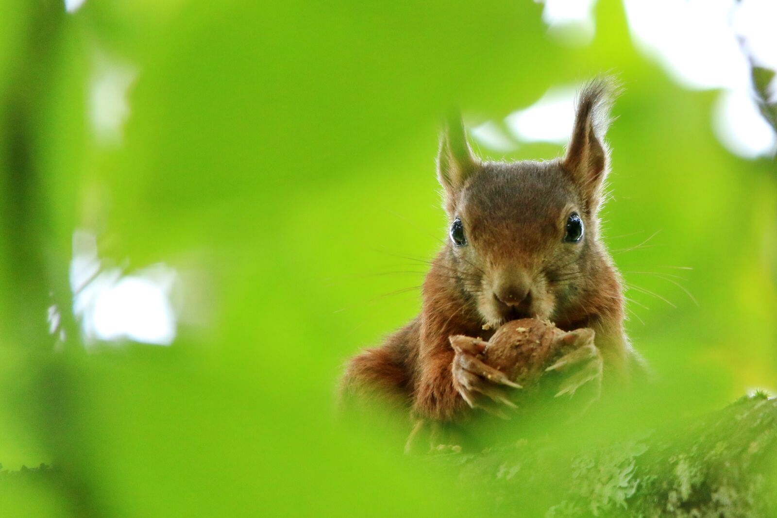 Canon EOS 70D sample photo. Squirrel, eat, walnut photography