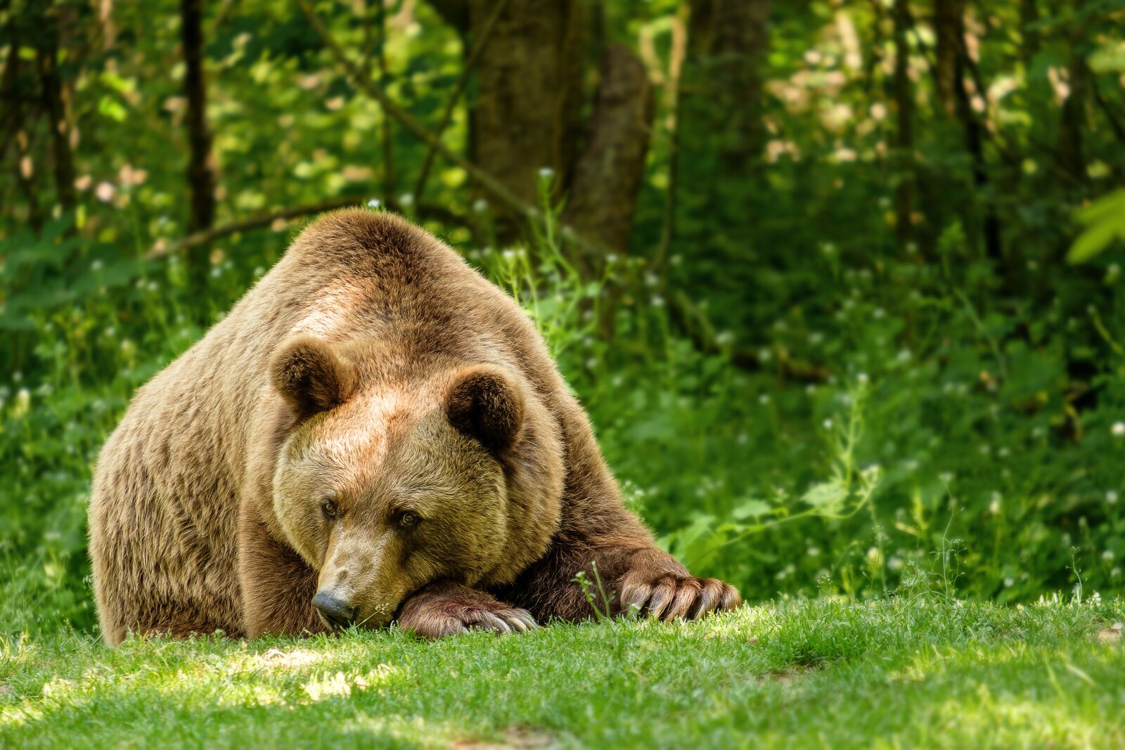 Fujifilm X-T2 + Fujifilm XF 55-200mm F3.5-4.8 R LM OIS sample photo. Bear, brown bear, fur photography