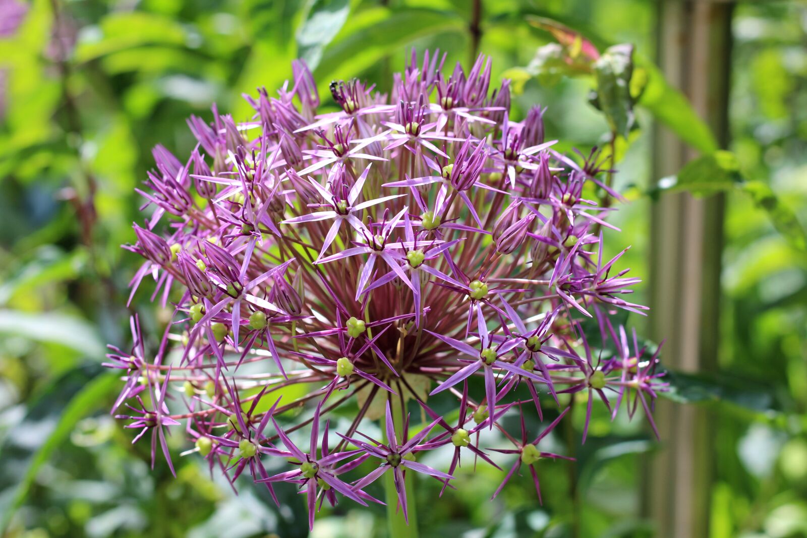 Canon EOS 600D (Rebel EOS T3i / EOS Kiss X5) sample photo. Allium christophii, ornamental onion photography
