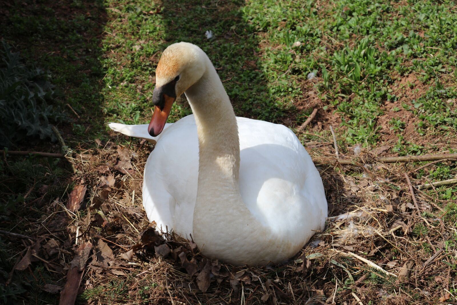 Canon EOS 700D (EOS Rebel T5i / EOS Kiss X7i) sample photo. Nature, bird photography