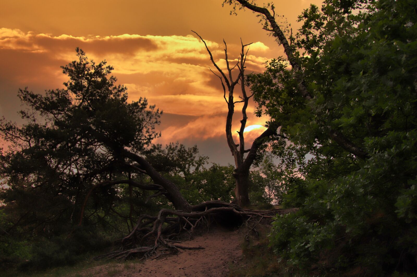 Canon EOS 77D (EOS 9000D / EOS 770D) sample photo. Tree, tree root, sunset photography