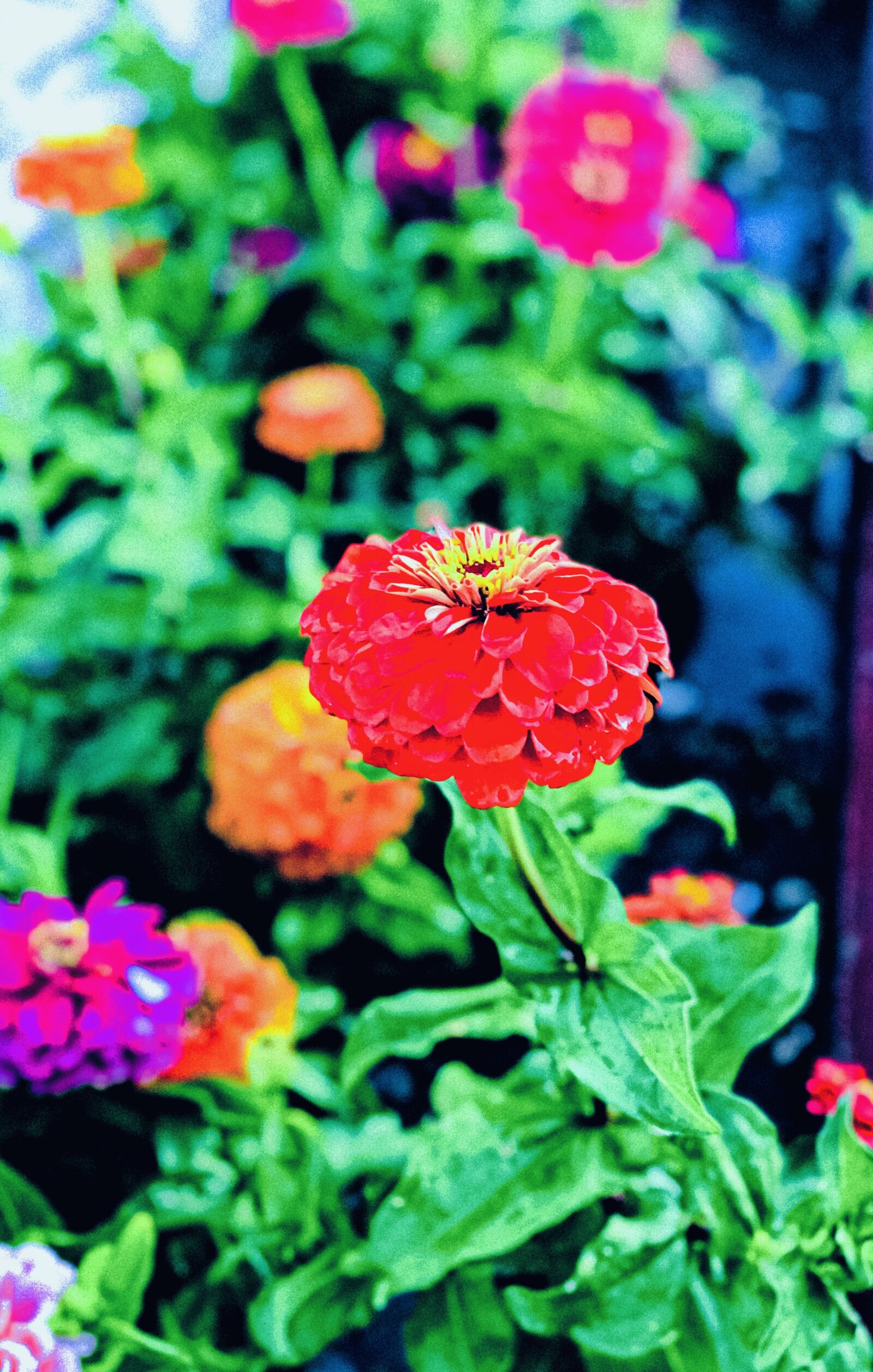 iPhone X back dual camera 6mm f/2.4 sample photo. Flower, nature, garden photography