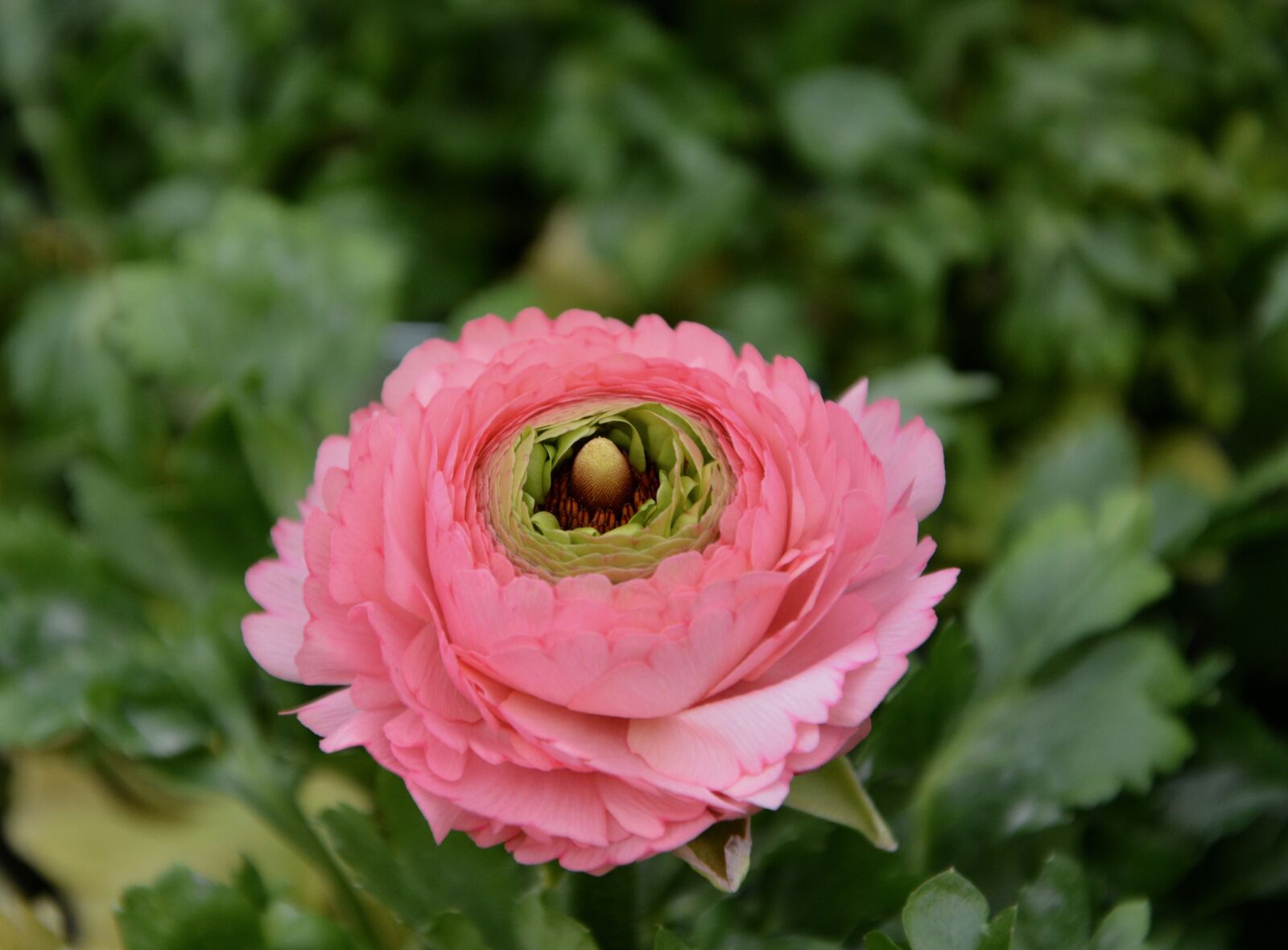 Nikon D5200 sample photo. Flower, flower flower, buttercup photography
