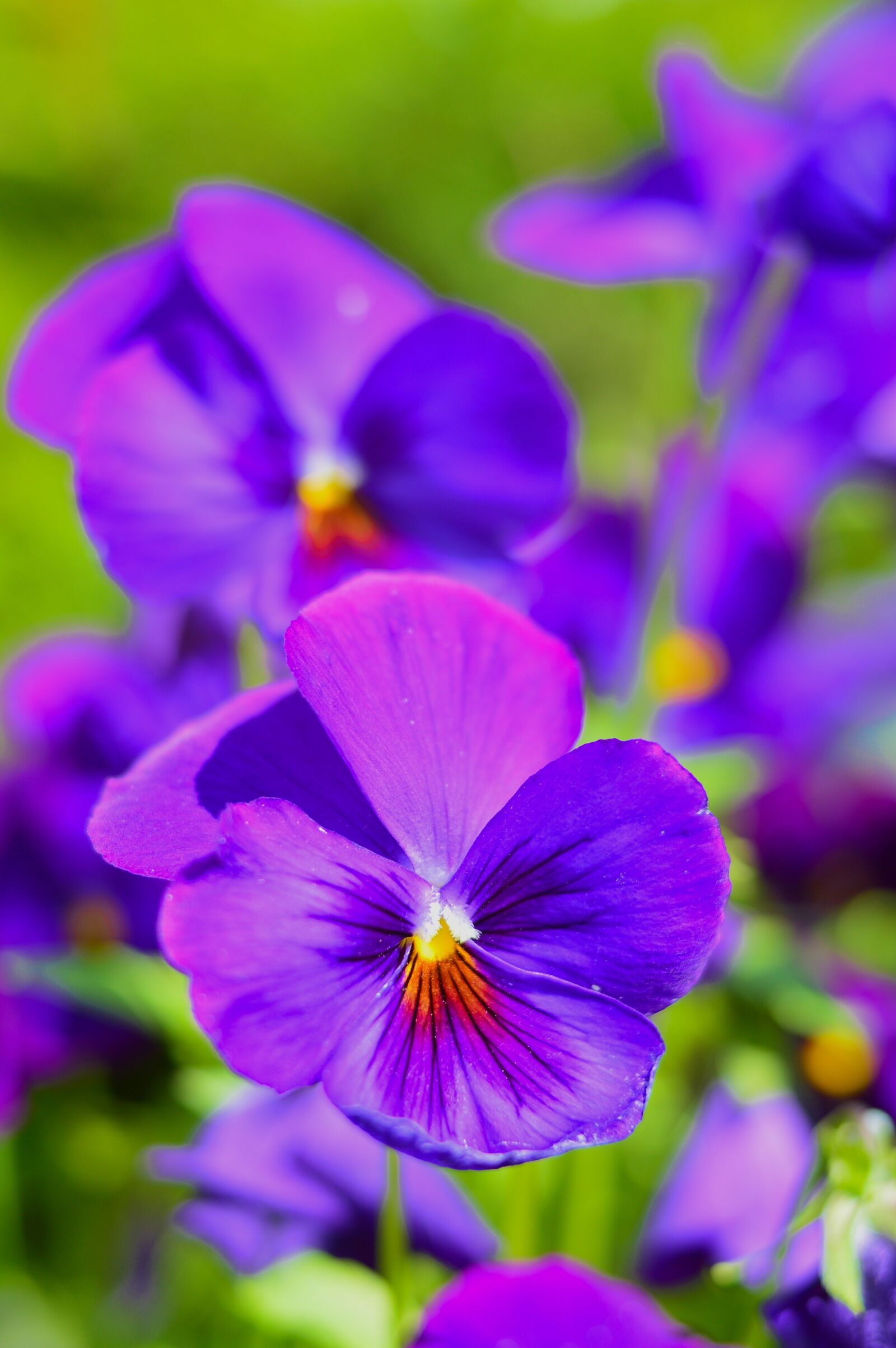 Nikon D3200 sample photo. Violet, flower, garden photography