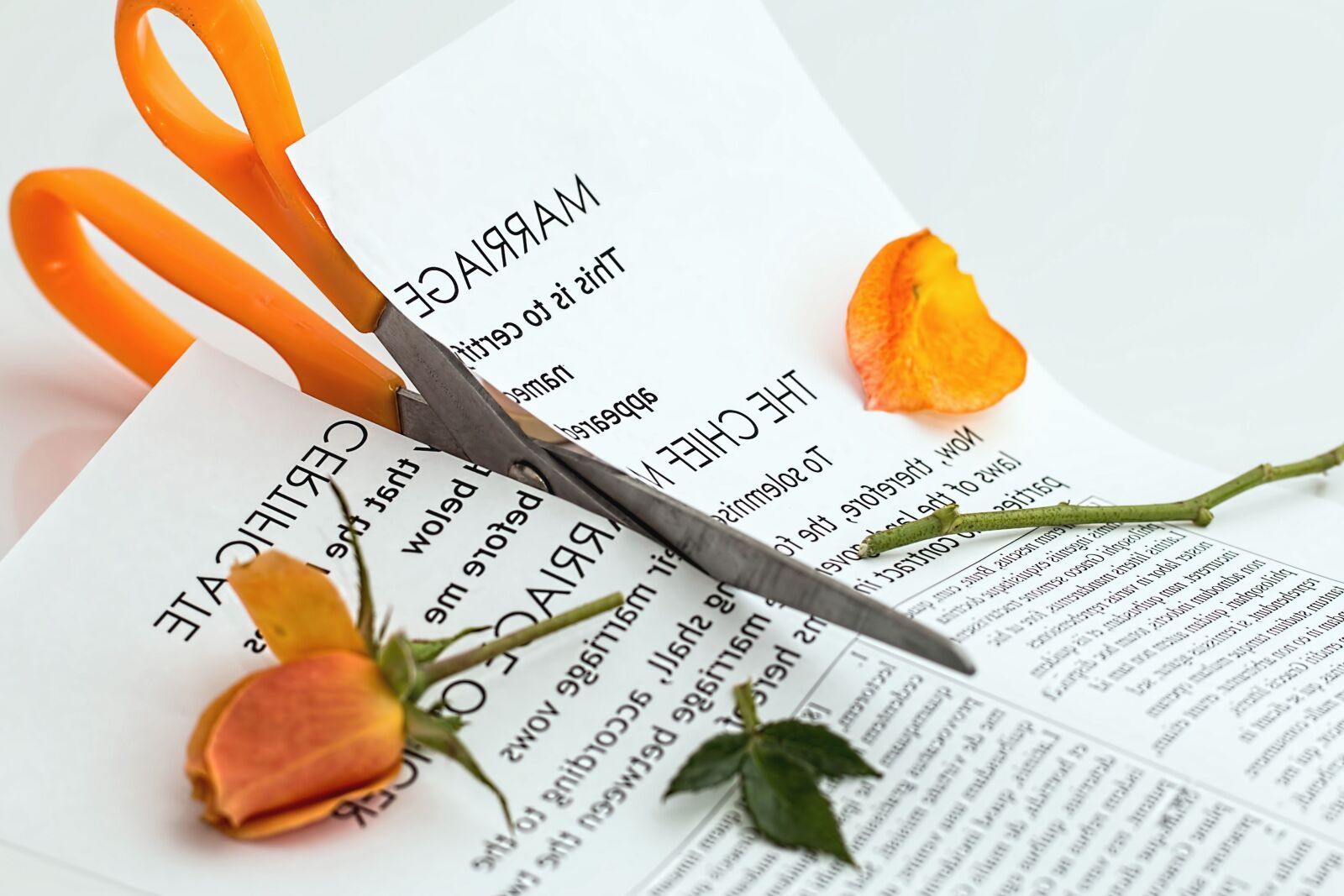 Canon EOS 70D sample photo. Scissors, rose, flower, petal photography
