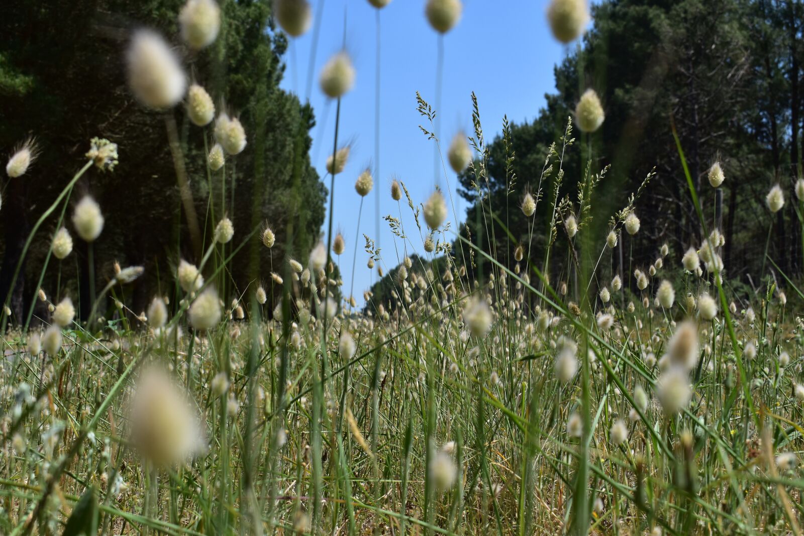 Nikon D5500 sample photo. Flower, nature, field photography